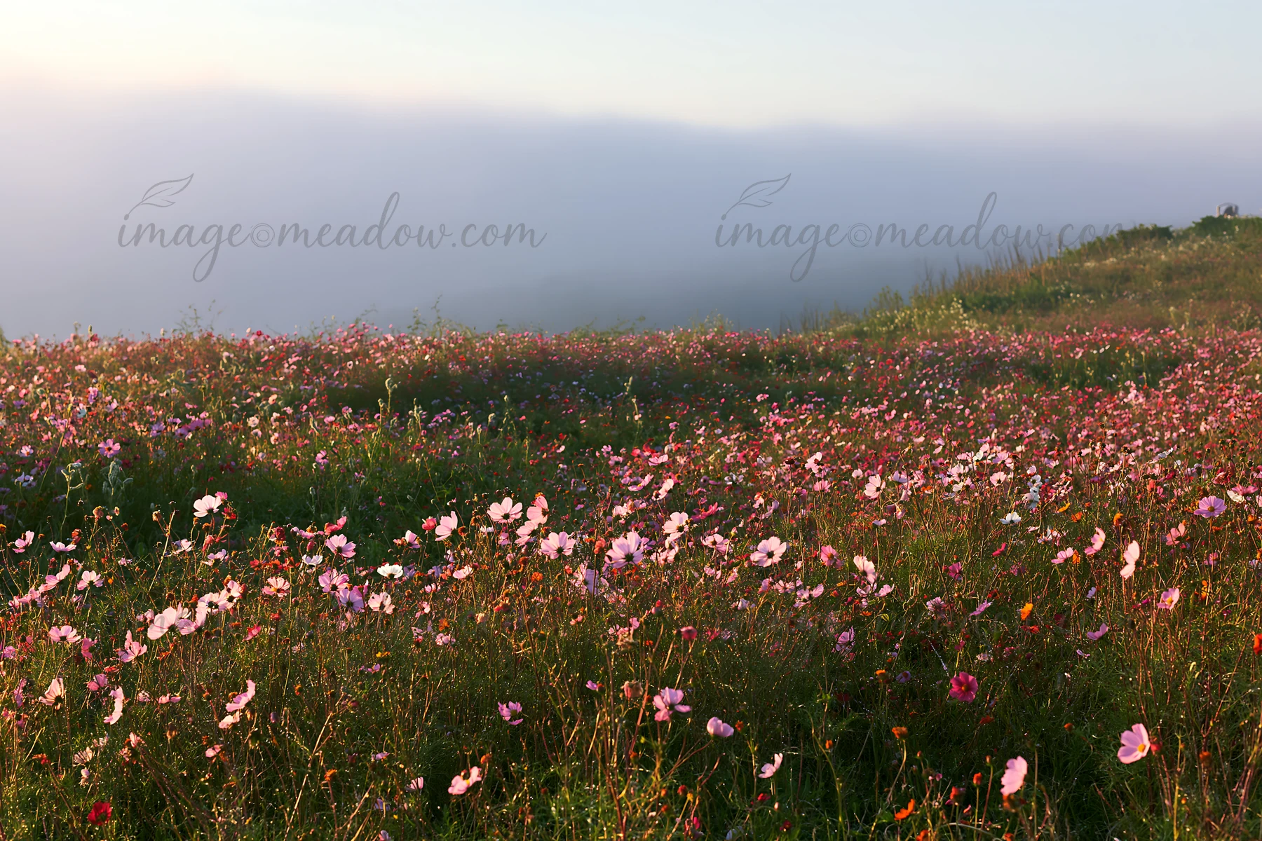 A colorful cosmos meadow features pink and white flowers spreading across a green field. The scene captures the gentle light of early morning revealing the flor