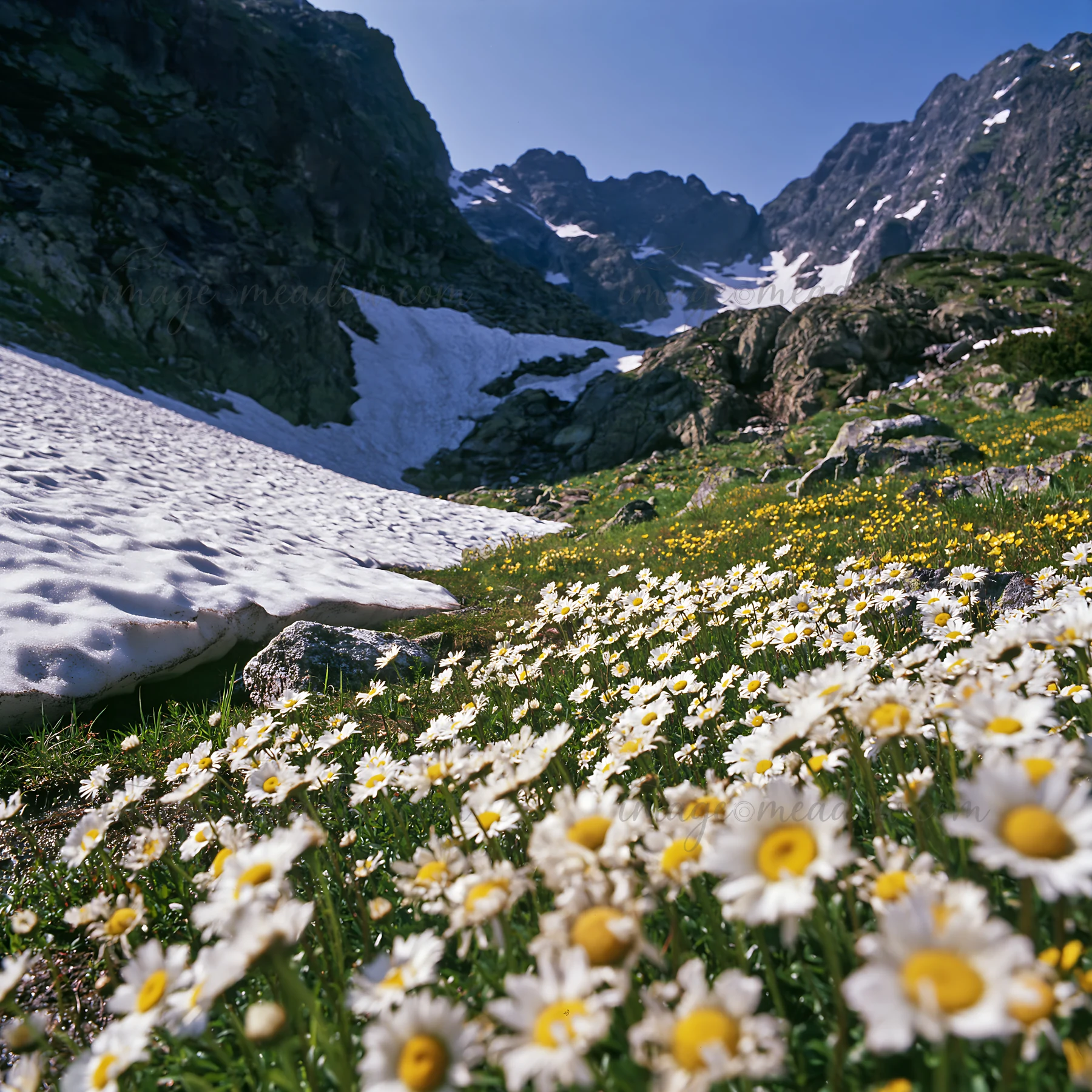 A bright meadow filled with daisies is located at the foot of snowy mountains. The scene captures the beauty of nature during summer, showcasing vibrant flowers