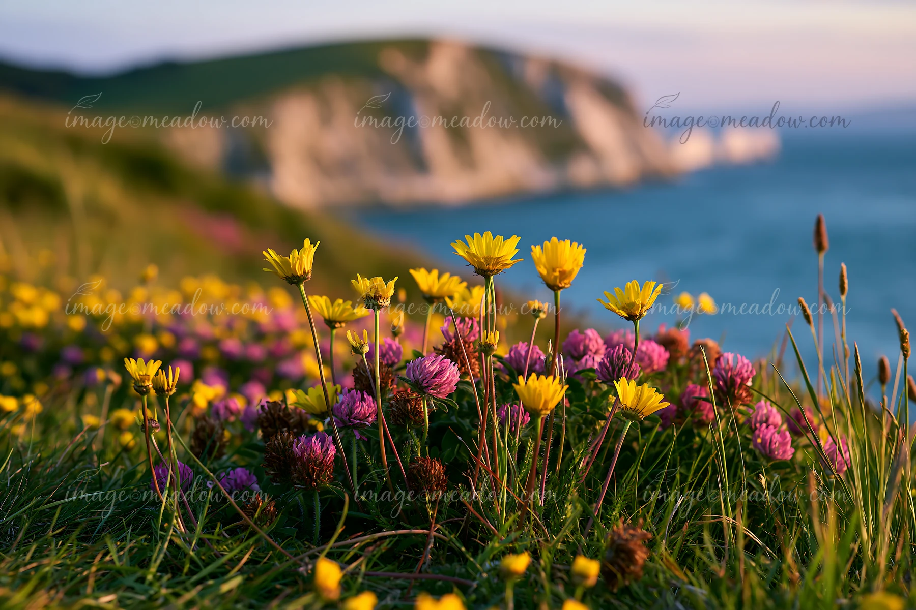 Colorful flowers bloom on the grassy foreground while white cliffs stand tall against the blue sea in the background.