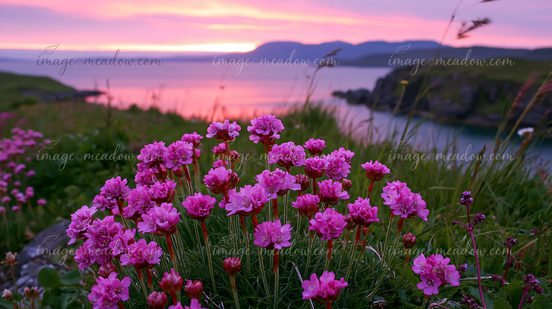 Colorful island flowers grow along a cliff edge as the sun sets over the water.