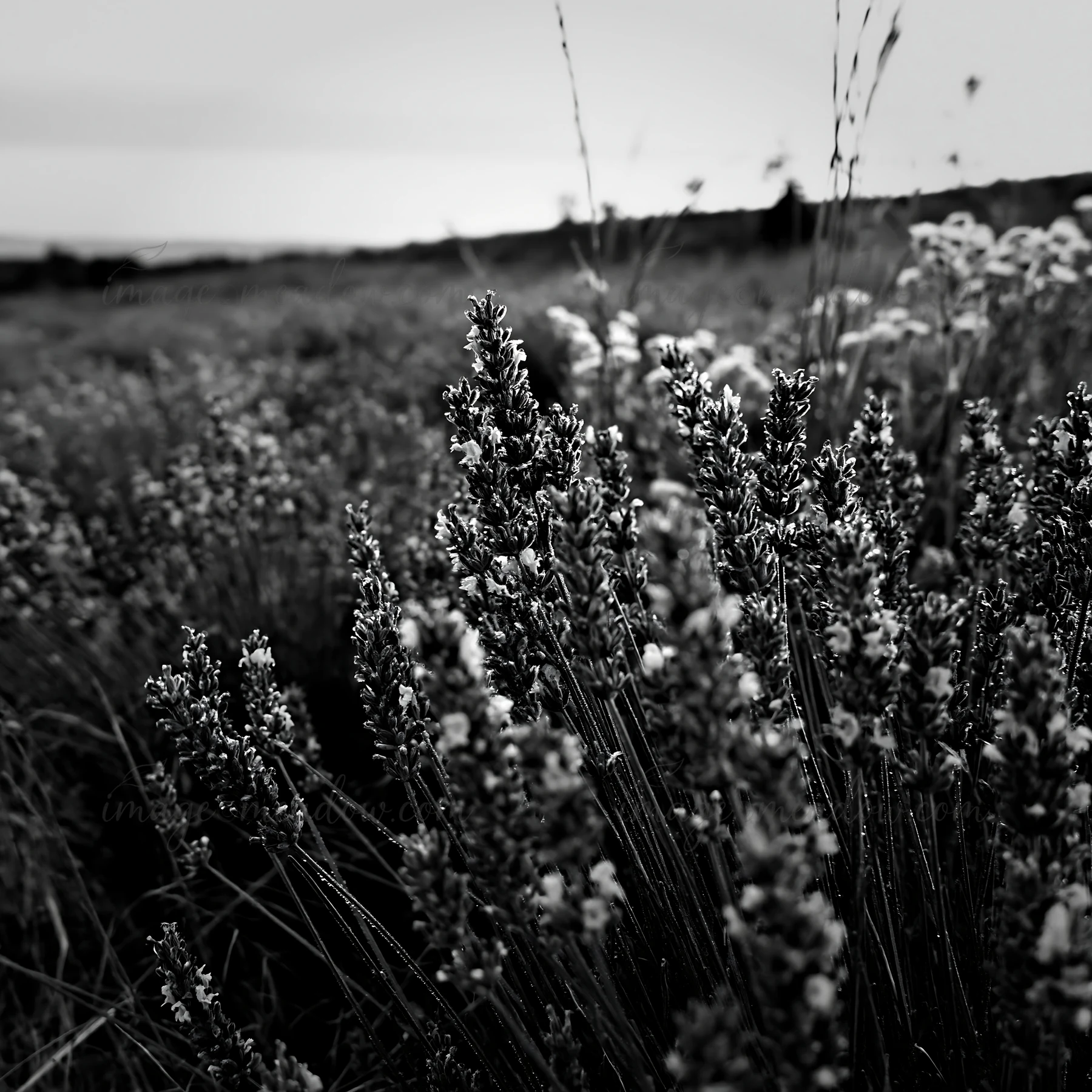A meadow filled with lavender flowers and green grass. The flowers are in full bloom, creating a vibrant setting in a rural area during daytime. The natural lan