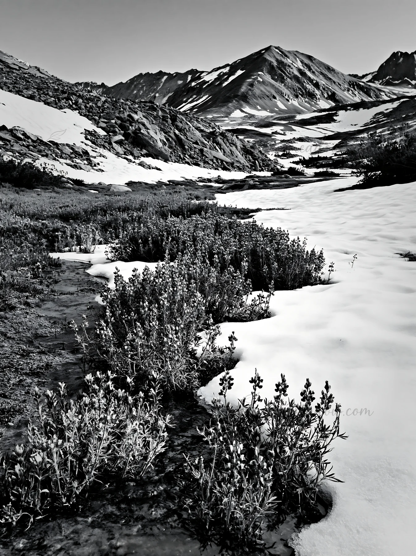 A meadow filled with vibrant lupine flowers stretches across a mountain valley. Snow-capped peaks rise in the background. Spring sunlight brightens the landscap