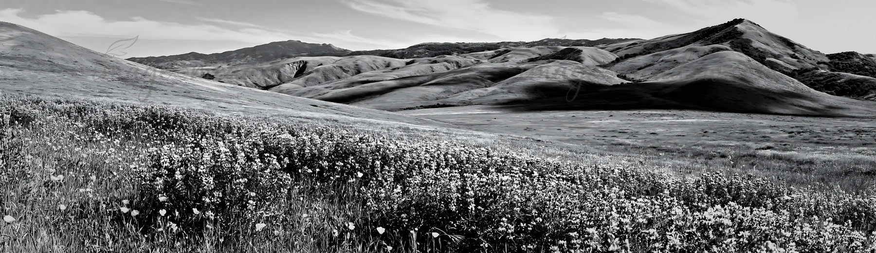 Lupine flowers cover the meadow in various colors. Hills rise in the background, and a clear sky stretches above. This scene captures the beauty of nature in a