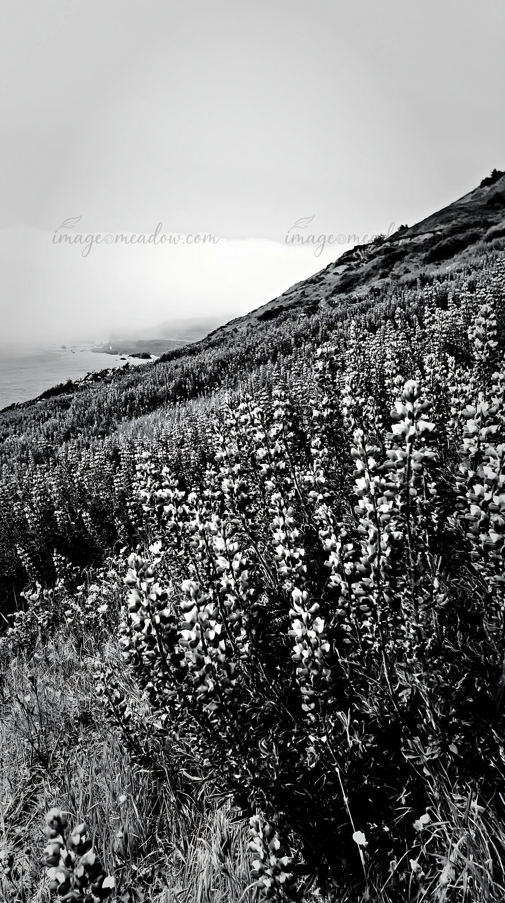 Lupine flowers grow in a meadow on a hillside. The scene captures the lush plants reaching toward the sky with the ocean in the background under a soft light. T