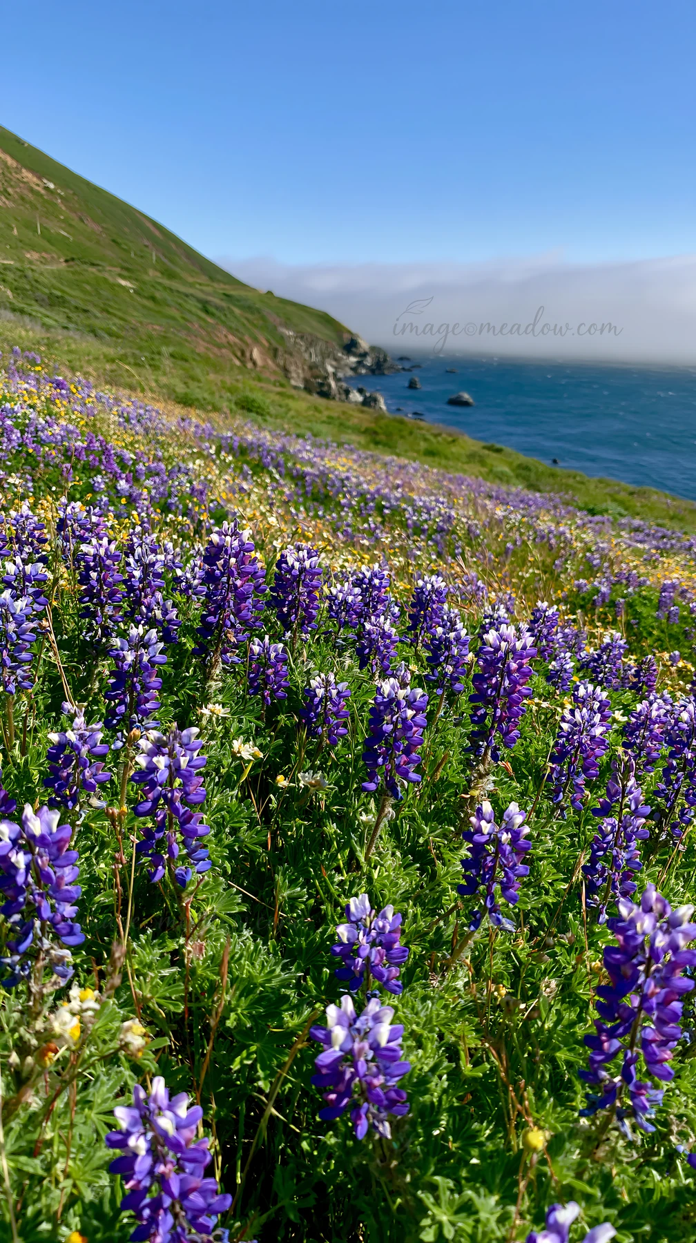 A field of lupines grows on a slope by the ocean. The vibrant purple flowers stretch across the green ground. The clear blue sky meets the water, making a pictu
