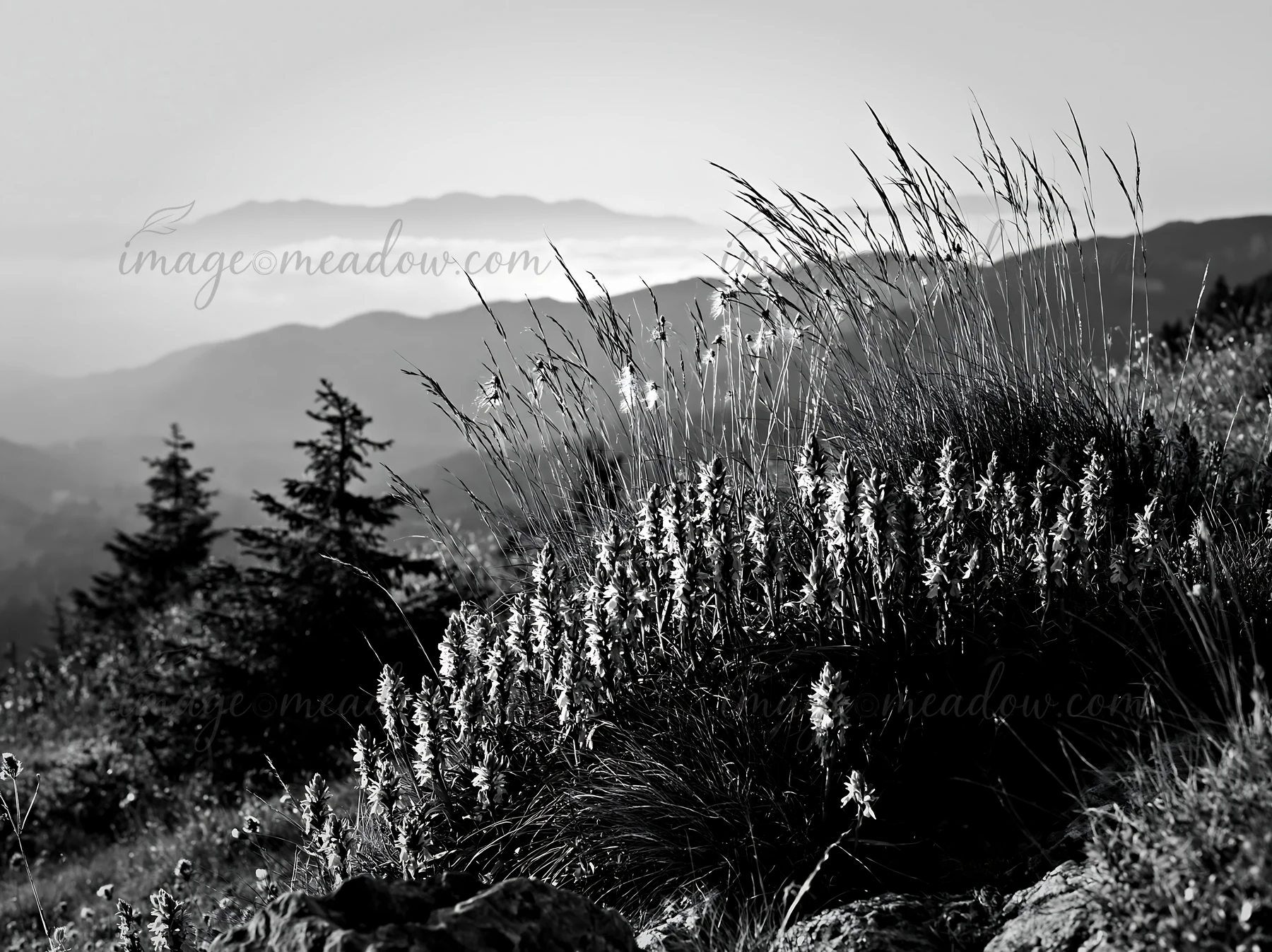 A meadow filled with colorful orchids stretches across a mountainside. The sun shines down, illuminating the flowers and creating a vibrant landscape. Trees and