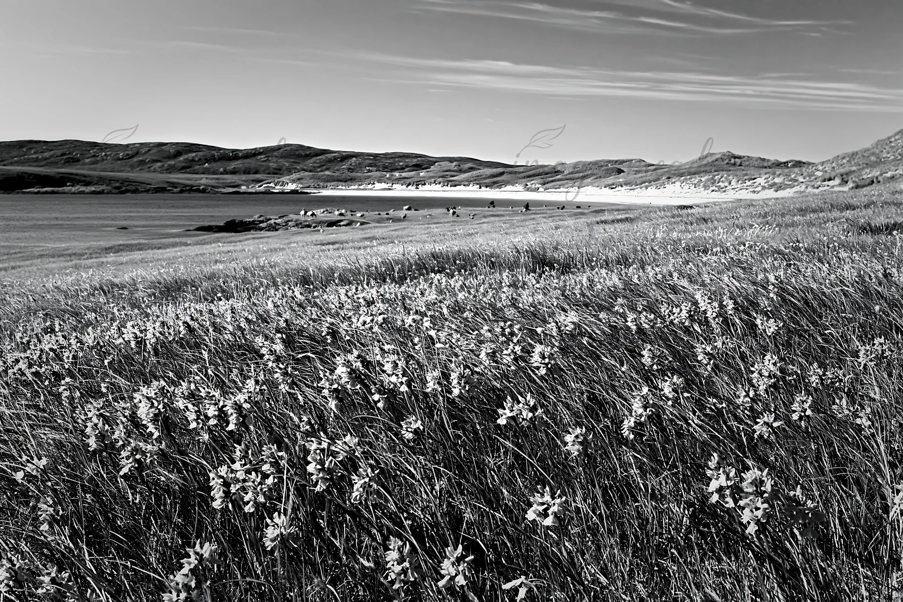 A colorful orchid meadow stretches across a green field by the beach. The shoreline meets calm blue water under a clear sky with scattered clouds. Presented as