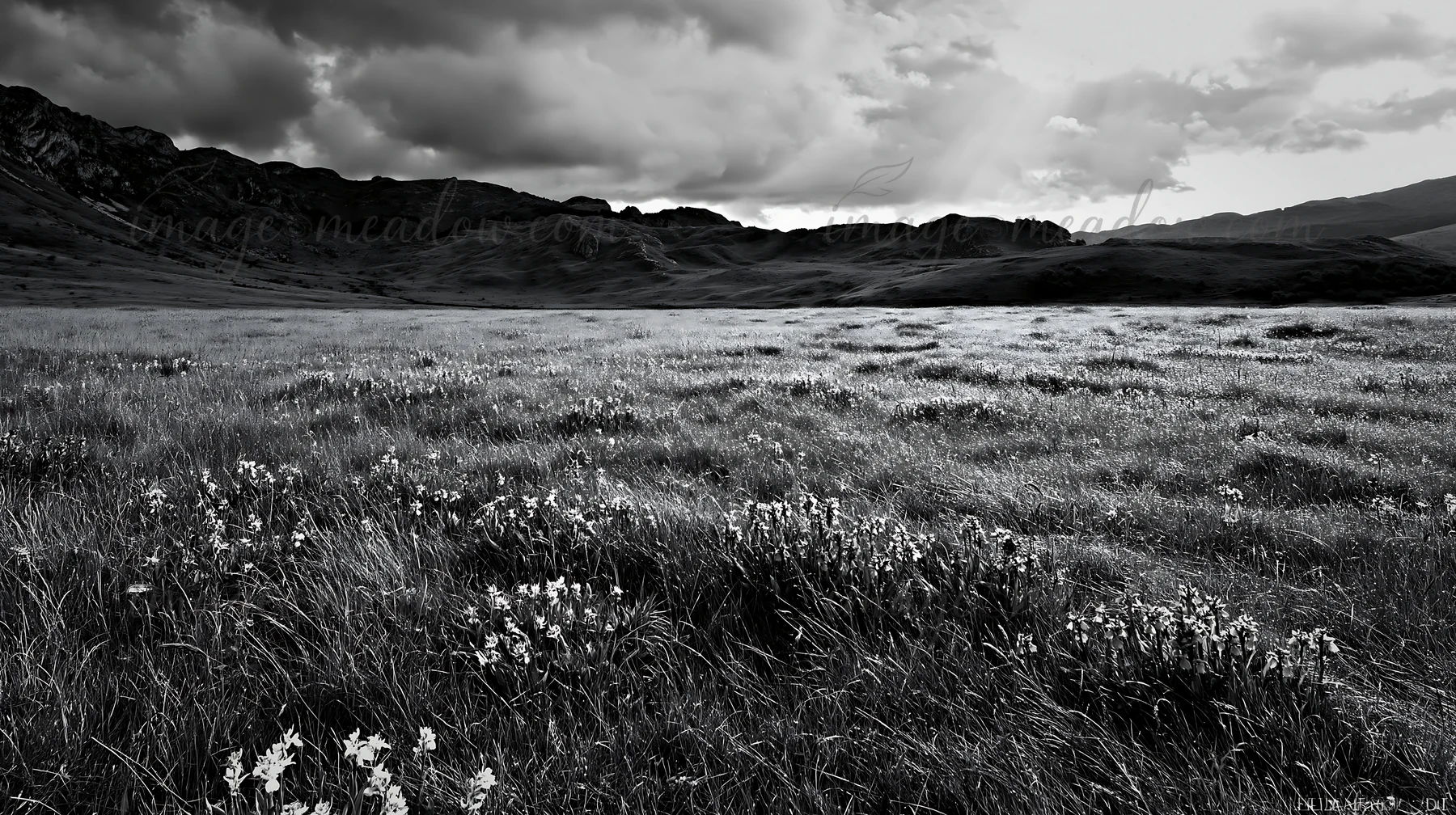 A meadow filled with colorful orchids spreads across the landscape. The scene captures the beauty of flowers in a natural setting, with dark clouds overhead and