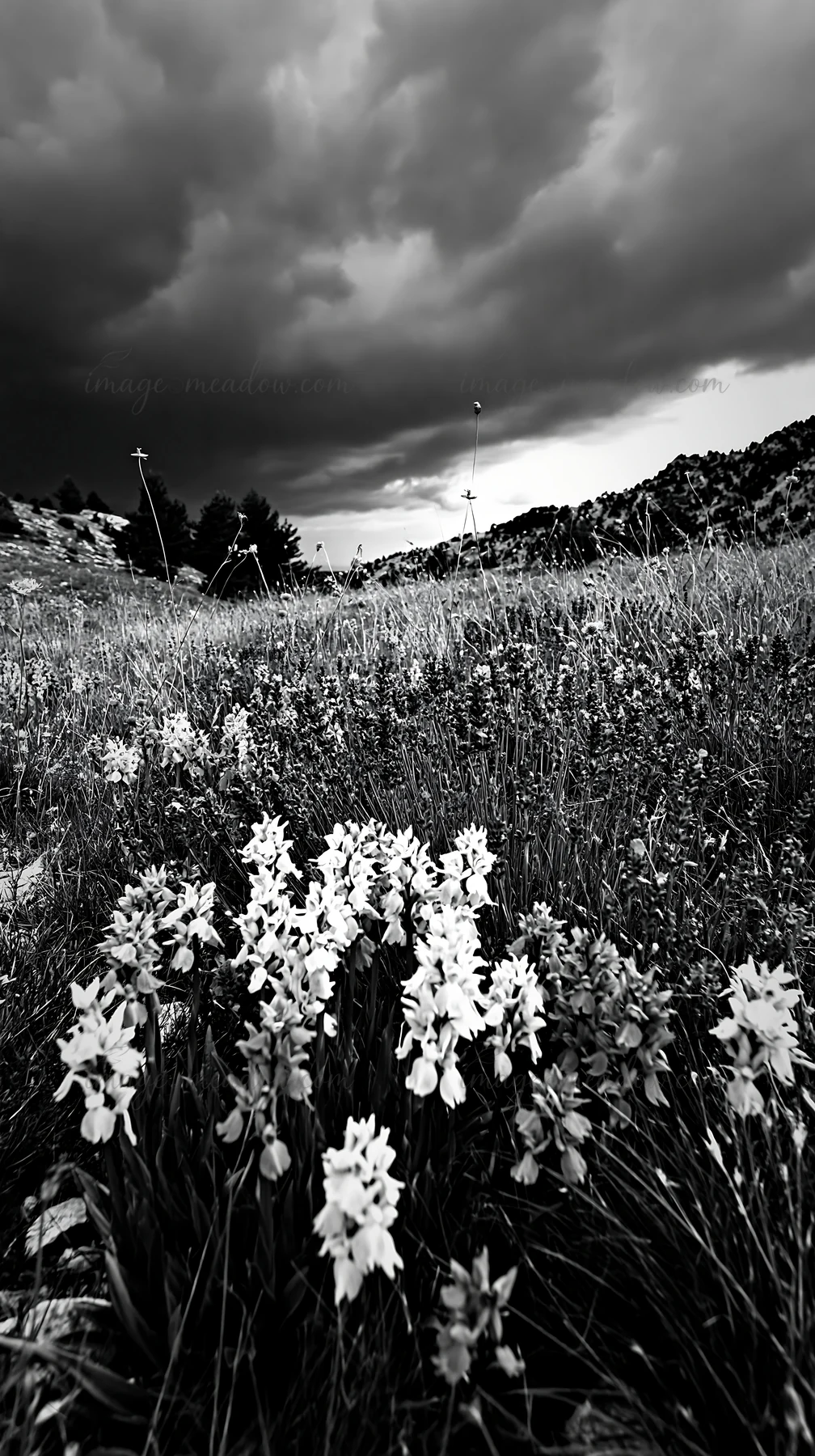 A vibrant meadow filled with various orchids displays shades of pink and purple. Dark clouds loom above, hinting at impending rain. Presented as a premium high-