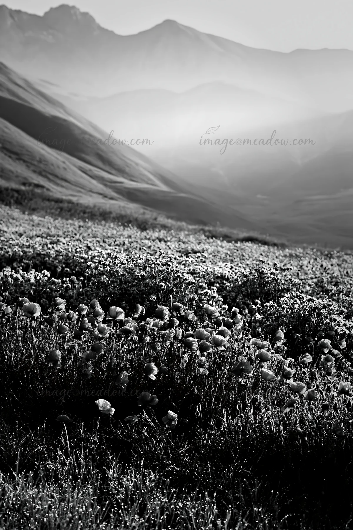 A colorful poppy meadow with red flowers in the foreground, surrounded by purple blooms and rolling hills. Morning mist creates a soft ambiance in the backgroun