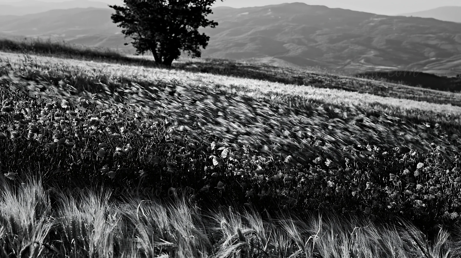 A meadow filled with colorful poppies sways in the wind with rolling hills in the background. A lone tree stands on the horizon under a clear sky. The scene cap
