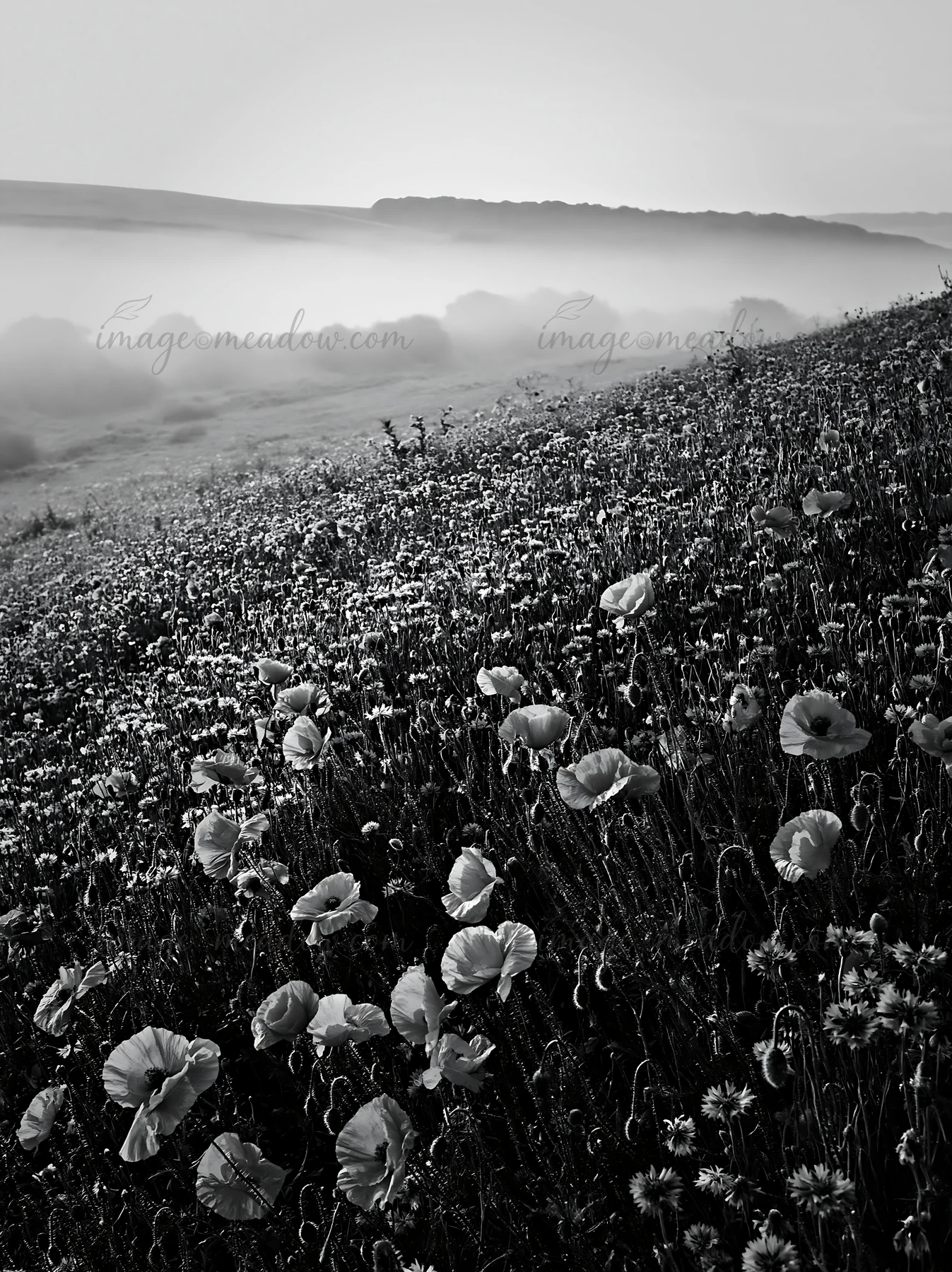 A meadow filled with vibrant poppies stretches across the landscape. The flowers stand out against the soft mist hovering over rolling hills. The scene captures