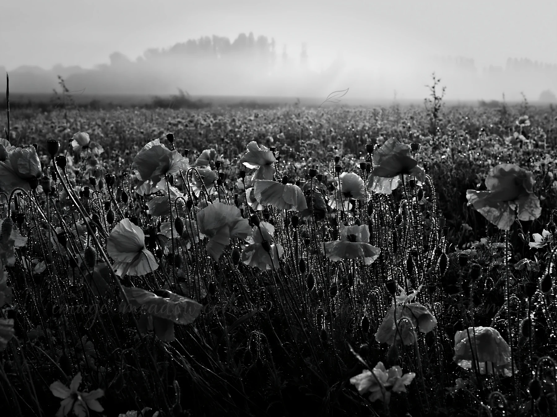 A field of poppies is visible in the early morning with dew glistening on the flowers. A mist covers the background, creating a subtle atmosphere as the sun ris