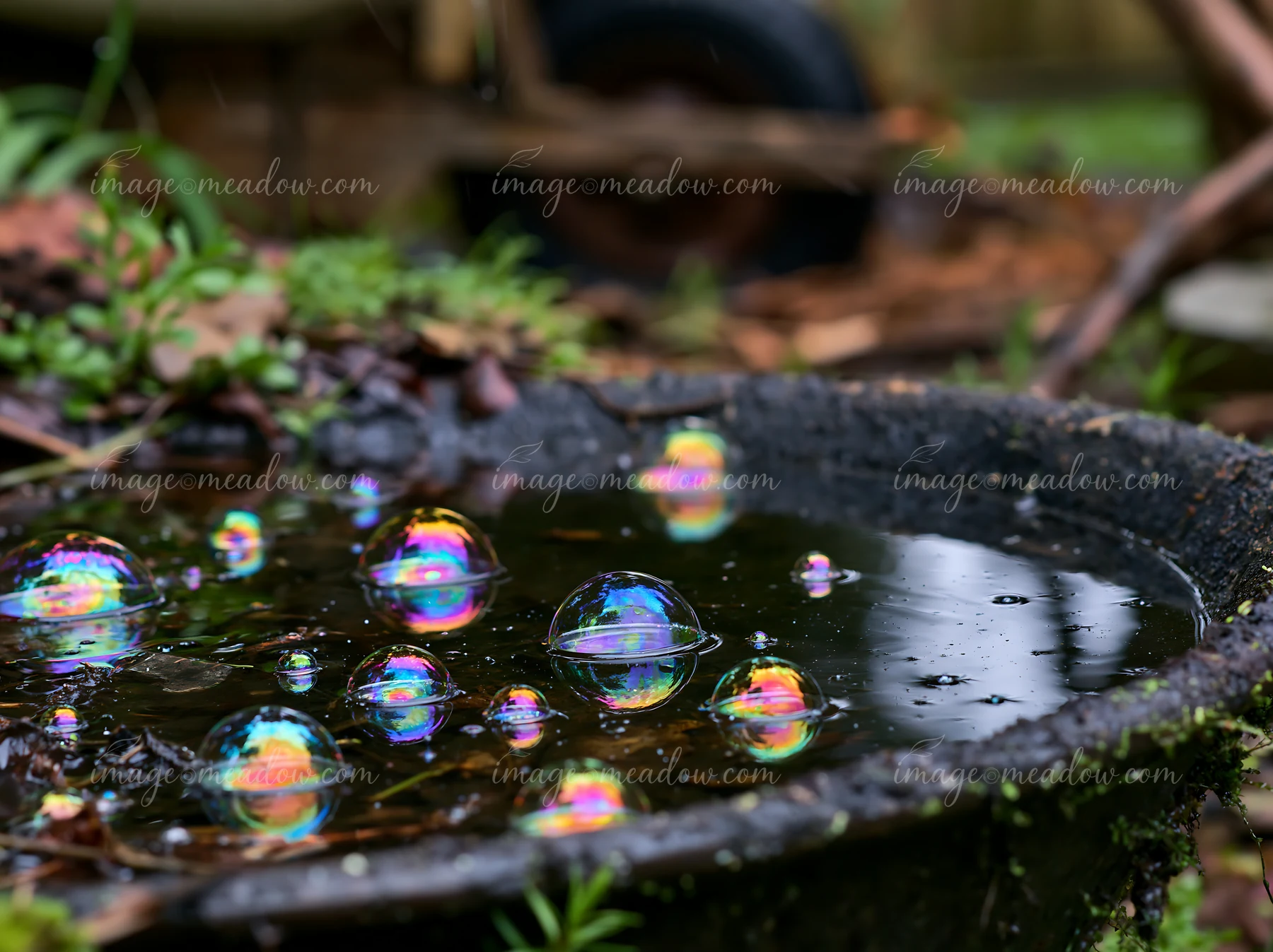 Colorful rainbow oil droplets float on the surface of still water in a garden.