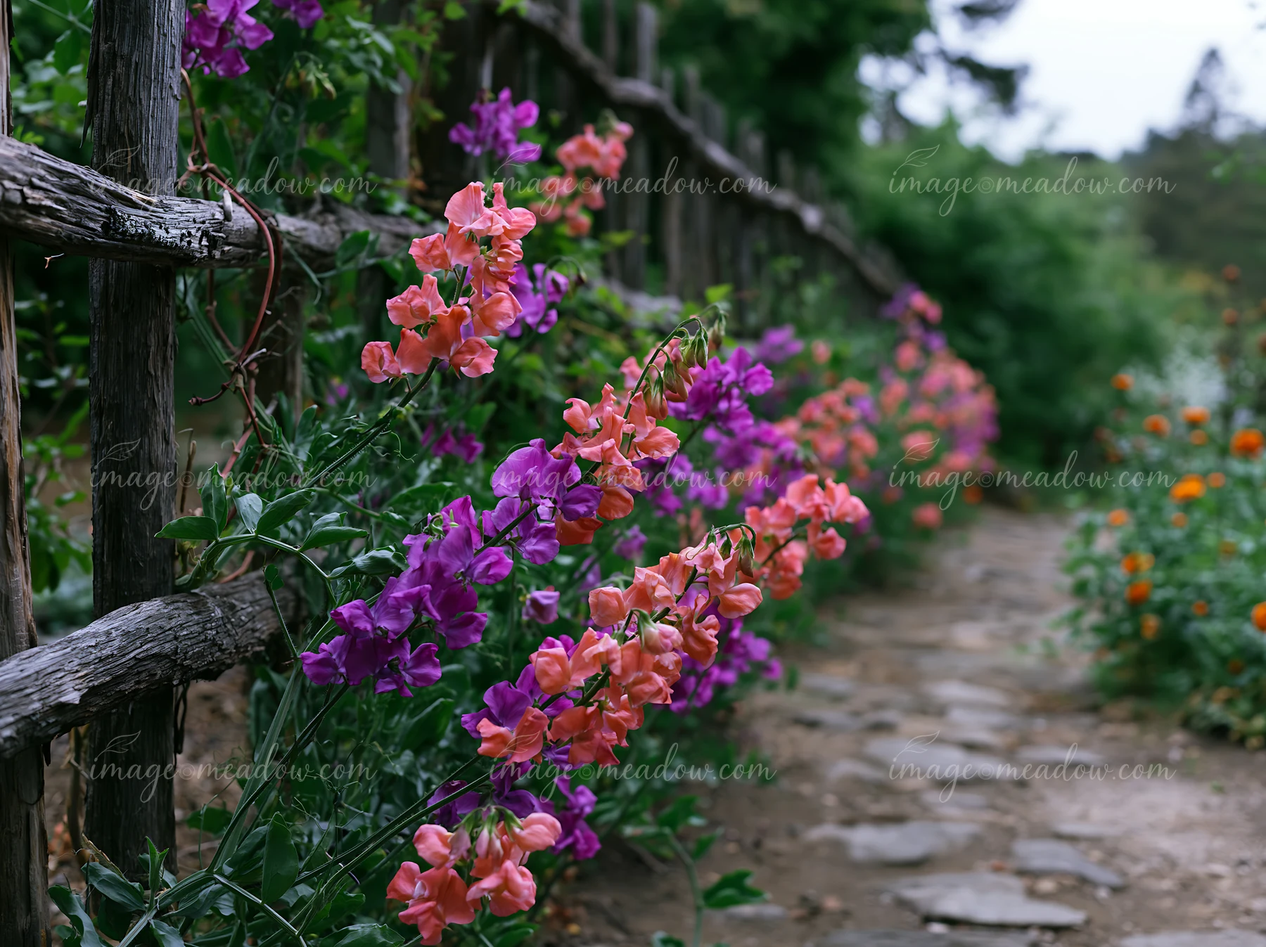 Coral and purple sweet pea flowers climb a rustic wooden trellis beside a garden path.