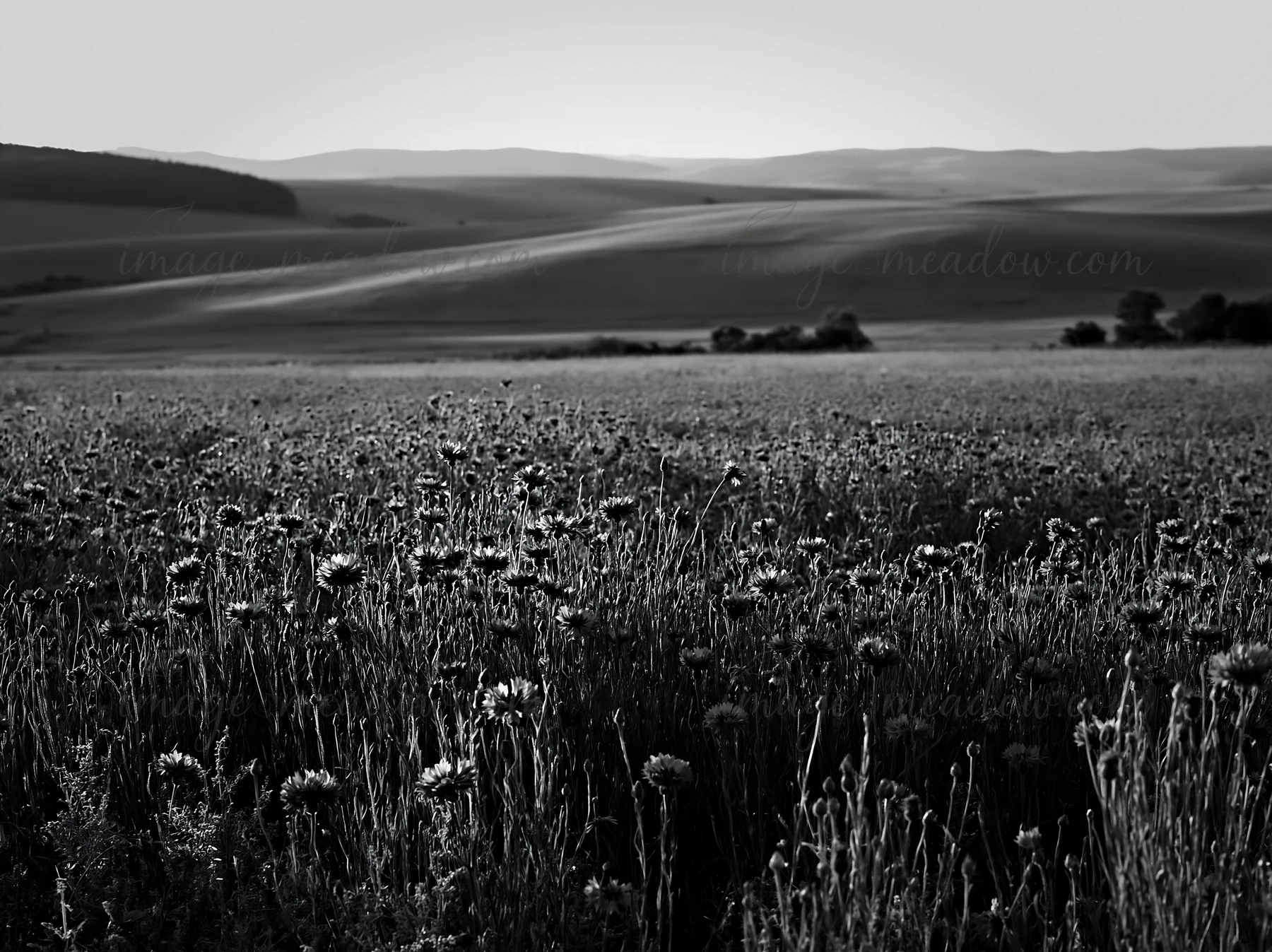 A cornflower meadow in black and white, with hills in the background. The landscape features tall flowers swaying in the wind under a fading light, creating a w