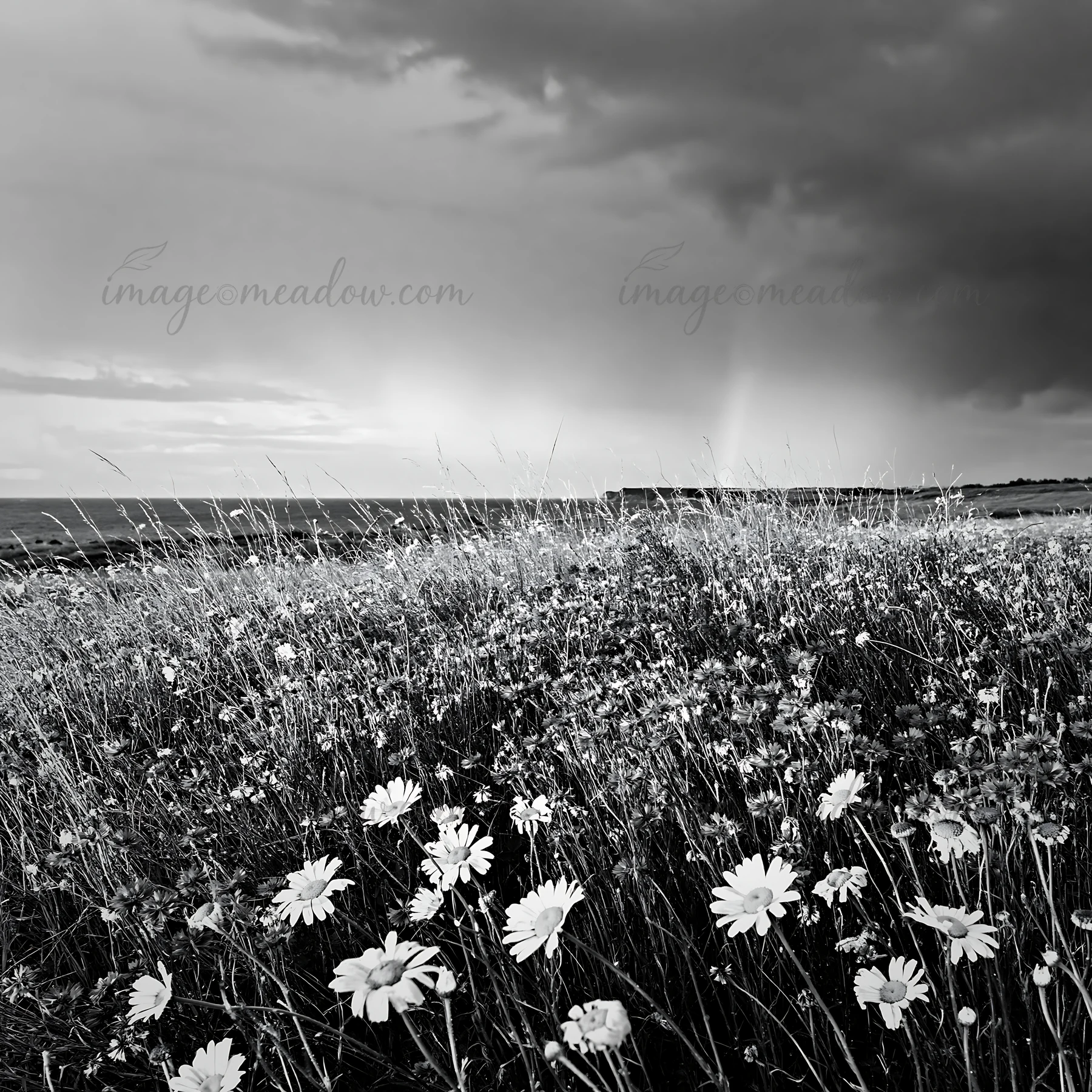 A field filled with cornflowers and daisies stretches under cloudy skies near the ocean. The vibrant flowers cover the landscape, creating a colorful scene befo