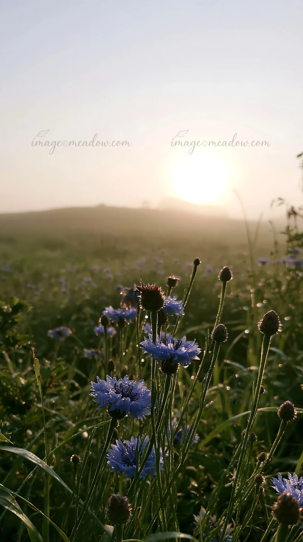 A cornflower meadow fills the scene during sunrise. The sun rises behind distant hills, creating a soft glow. Dew rests on the flowers, highlighting their blue
