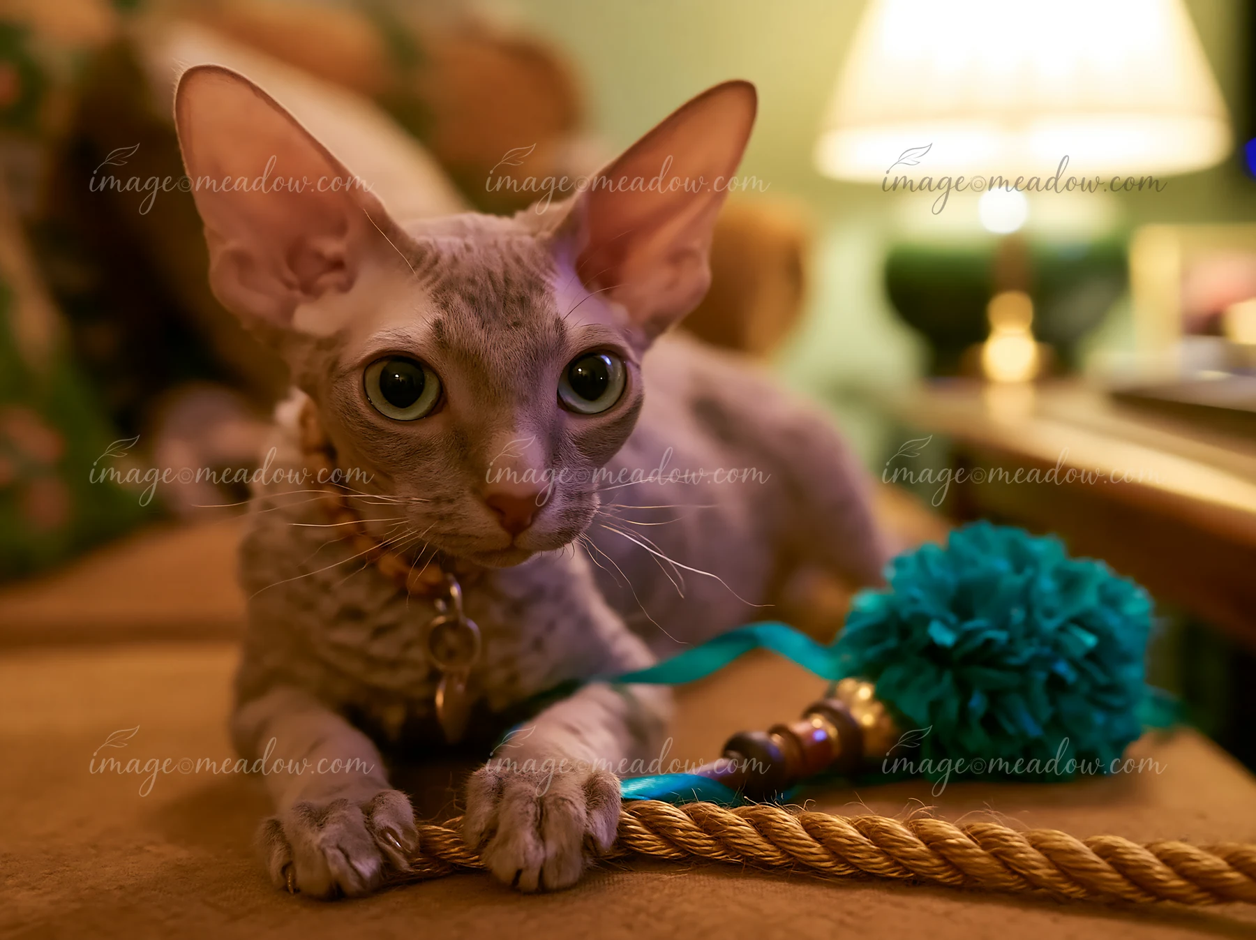 Cornish Rex cat playing with a colorful feather toy and rope on a wooden floor indoors.