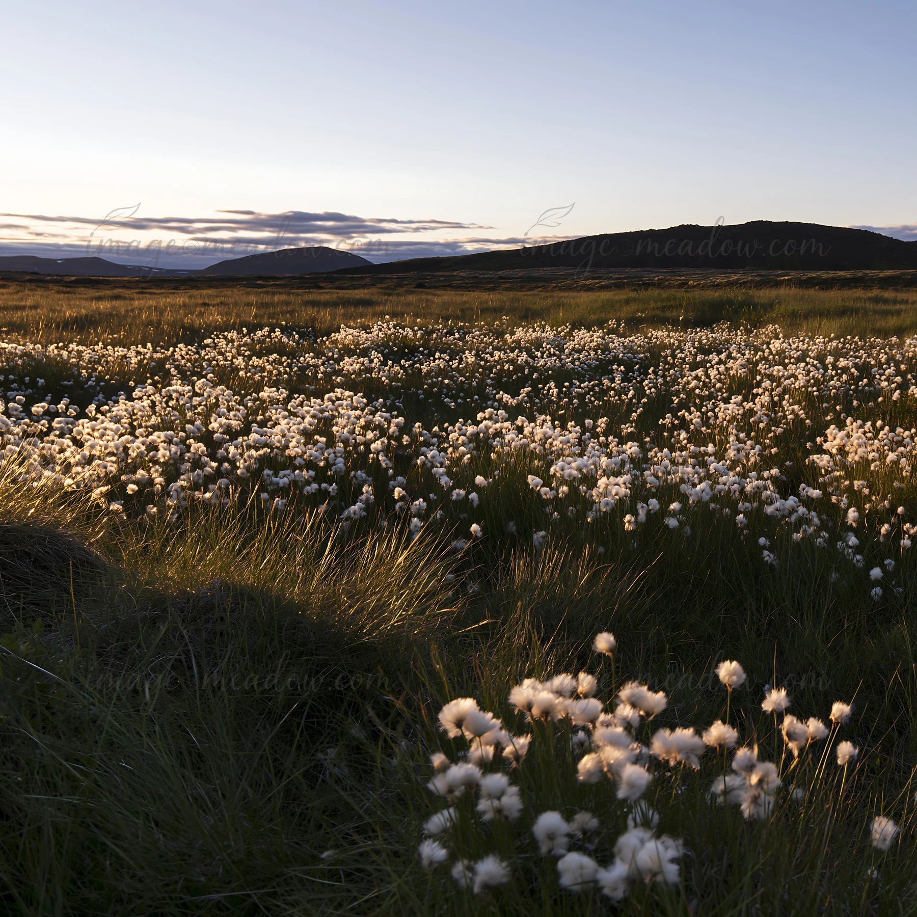 A vast meadow is filled with cottongrass glowing under the sunset, creating a soft light. The surrounding hills enhance the natural setting, showcasing the beau