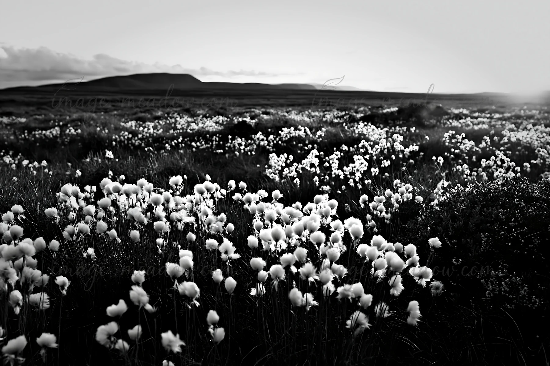 Cottongrass grows abundantly in a meadow, illuminated by soft sunlight. The landscape features rolling hills in the distance, creating a natural habitat for loc
