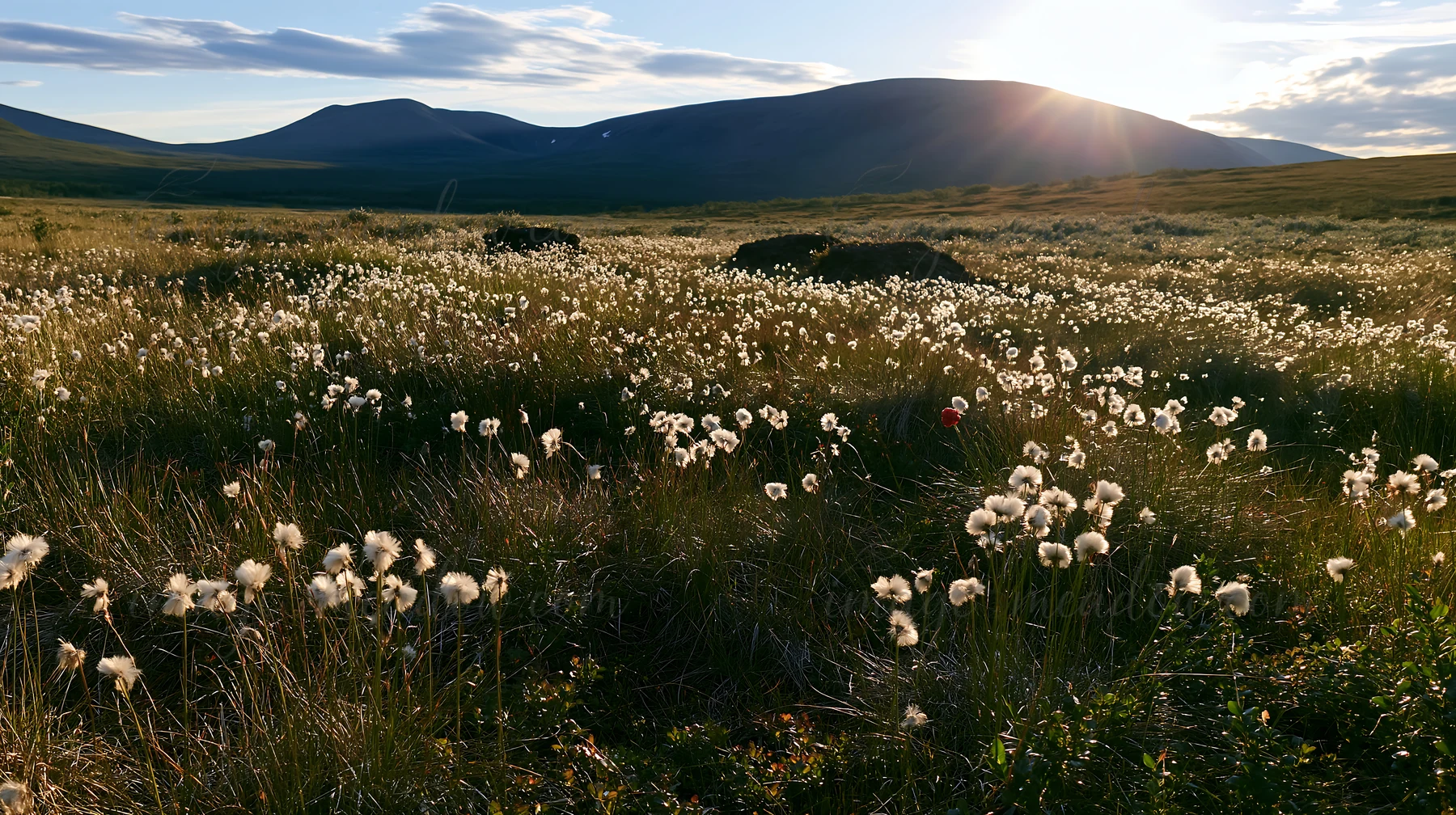 A meadow filled with cottongrass displays a warm glow during sunset. The hills in the background add depth to the scene, showcasing nature's beauty in this open