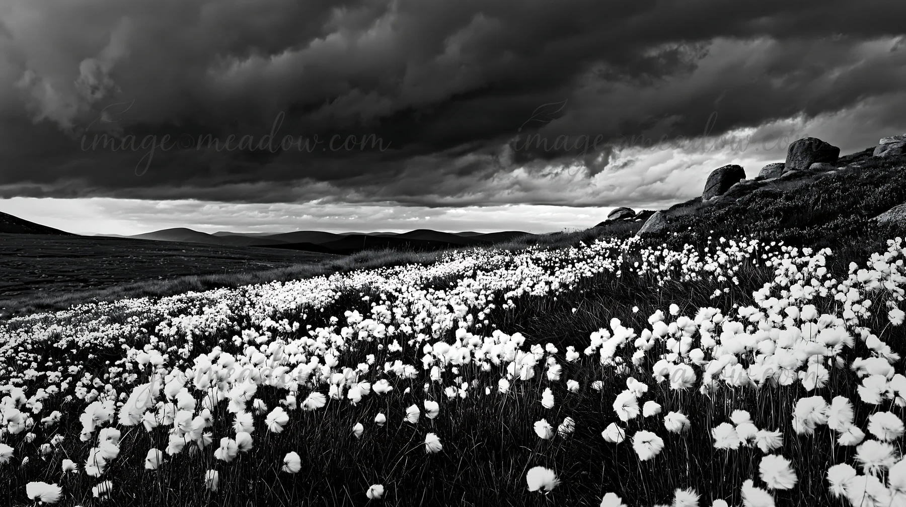 Cottongrass fills the meadow with white blooms, set against a backdrop of dark clouds and distant mountains. The landscape highlights the contrast between natur