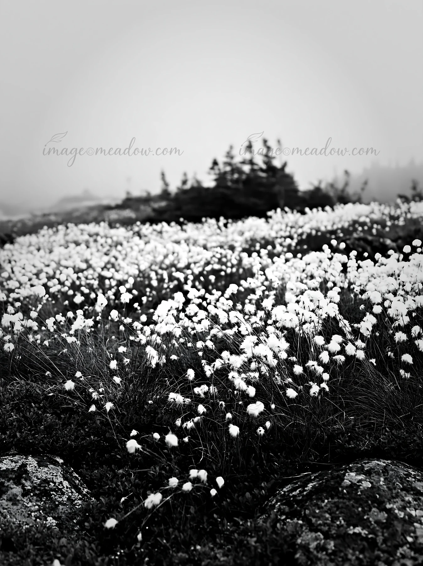 A cottongrass meadow stretches across the landscape, covered in dense white tufts. The scene is set in a foggy environment, with dark rocks visible in the foreg