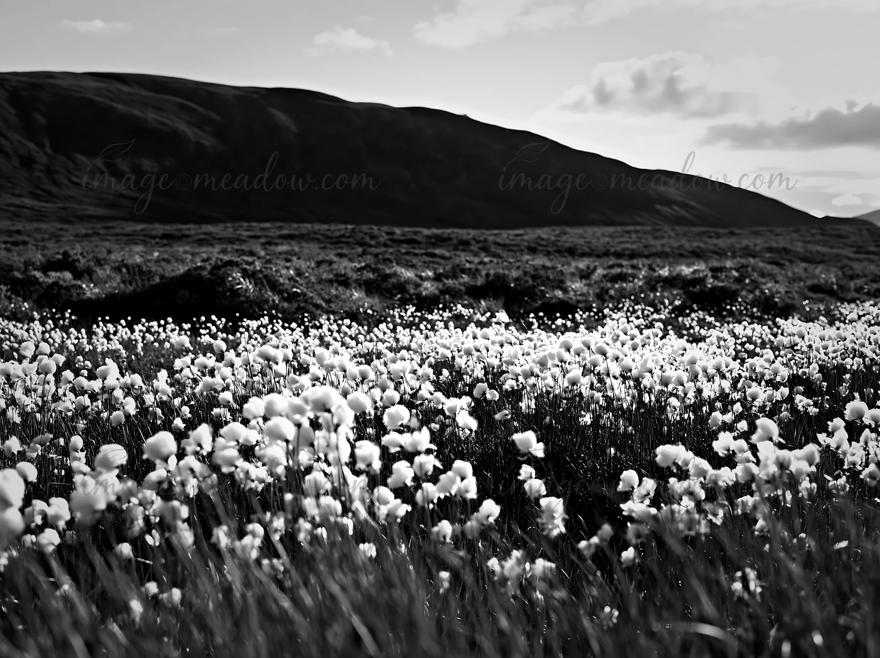 A field of cottongrass blooms across the landscape. The area is marked by scattered white tufts against a backdrop of rolling hills. The scene captures a monoch