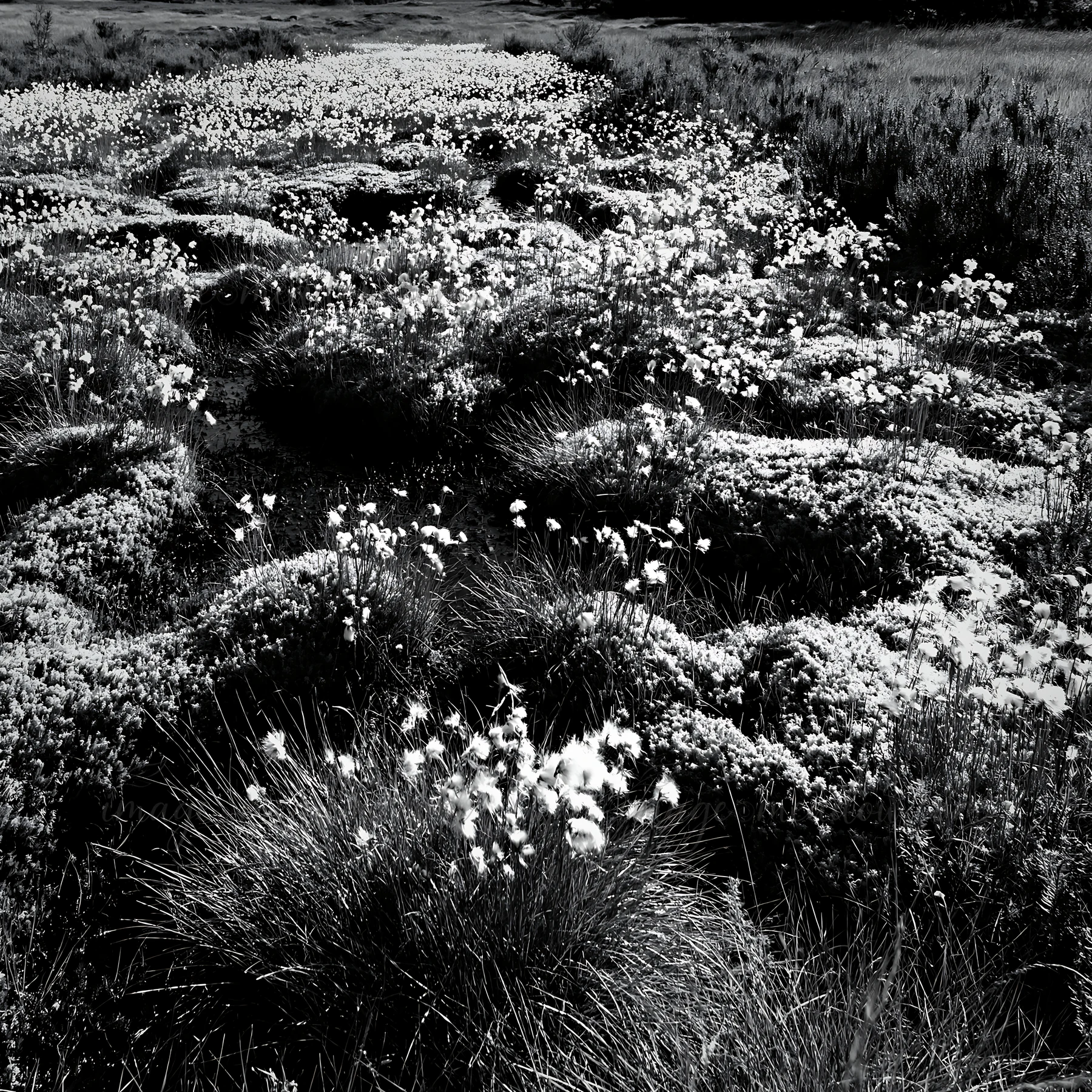The scene shows a cottongrass meadow filled with white flowers under soft light. The landscape reveals clusters of grass and flowers, creating a textured ground