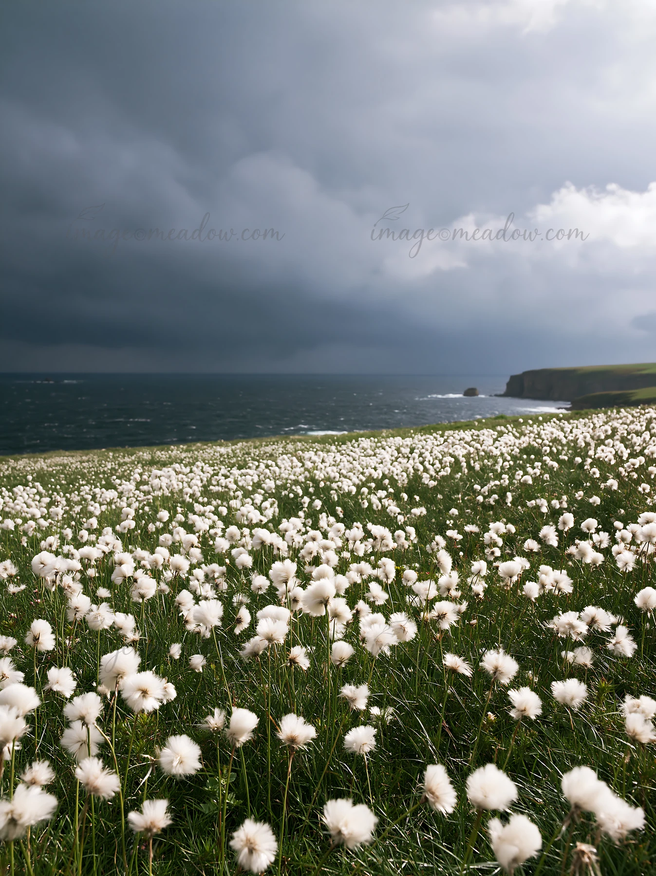 A field of cottongrass glows against the stormy sky and ocean view. The waves crash gently at the shore, creating a contrast with the bright, fluffy plants.