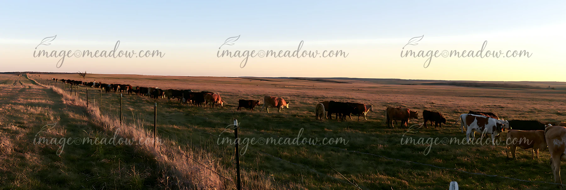 Cows grazing peacefully in a sunlit pasture among wide fields at sunset.