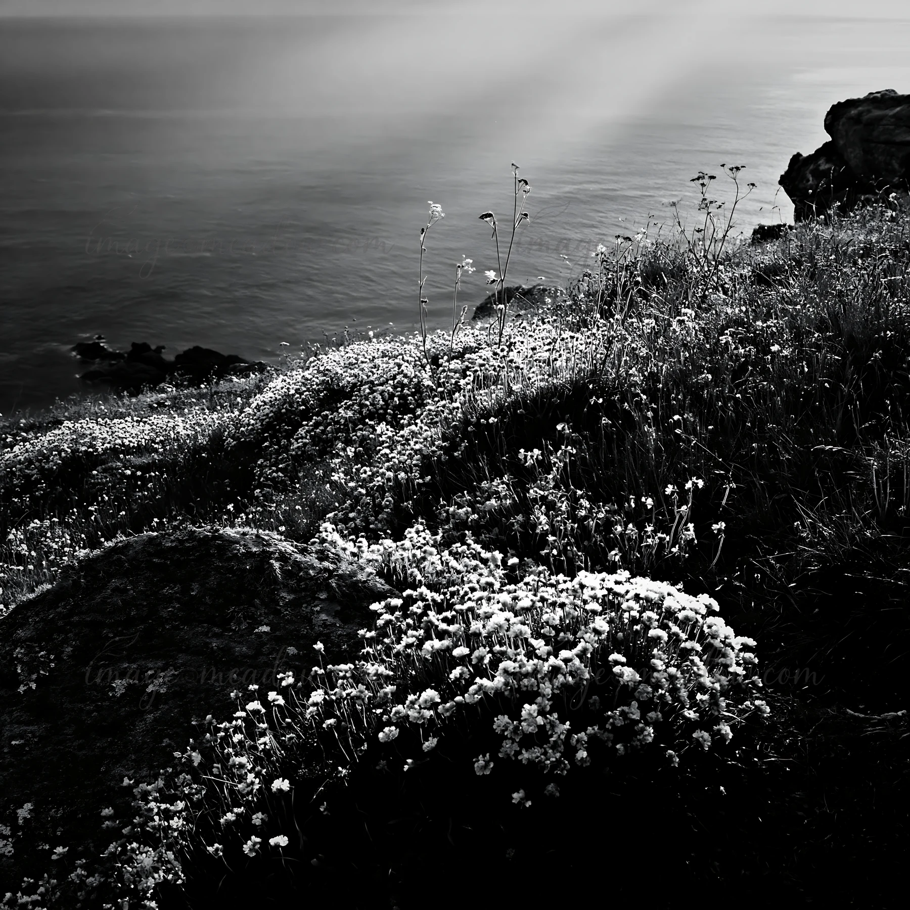 Crepuscular rays illuminate a meadow filled with flowers near the ocean. The scene shows lush grass and rocky terrain, capturing a moment during the day with a