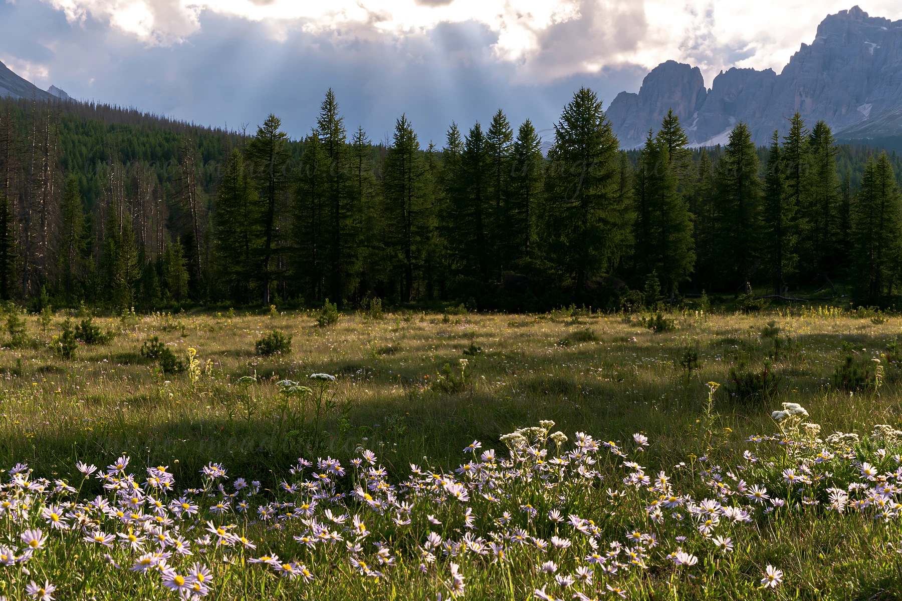 Sunlight streams through clouds, creating crepuscular rays that light up a meadow filled with wildflowers and surrounded by trees and mountains.