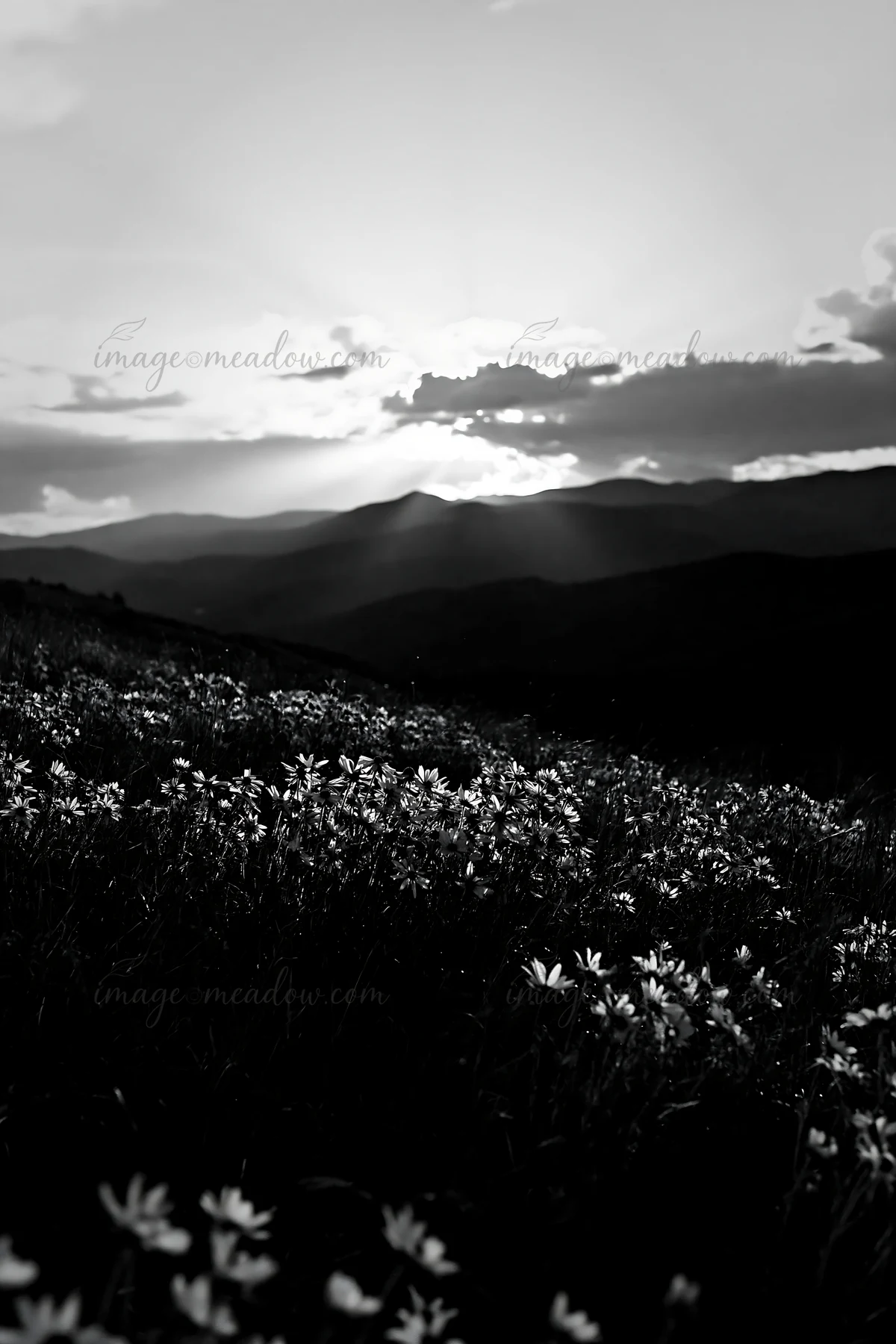 Yellow flowers fill a meadow under crepuscular rays as the sun sets behind distant mountains, creating a scenic view. The sky features clouds and a colorful sun