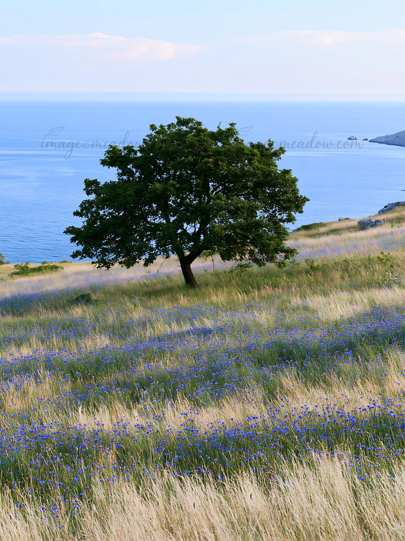 A meadow in Croatia features tall grasses and clusters of purple flowers. The scene captures the coastline of the Adriatic Sea with a single tree standing. The
