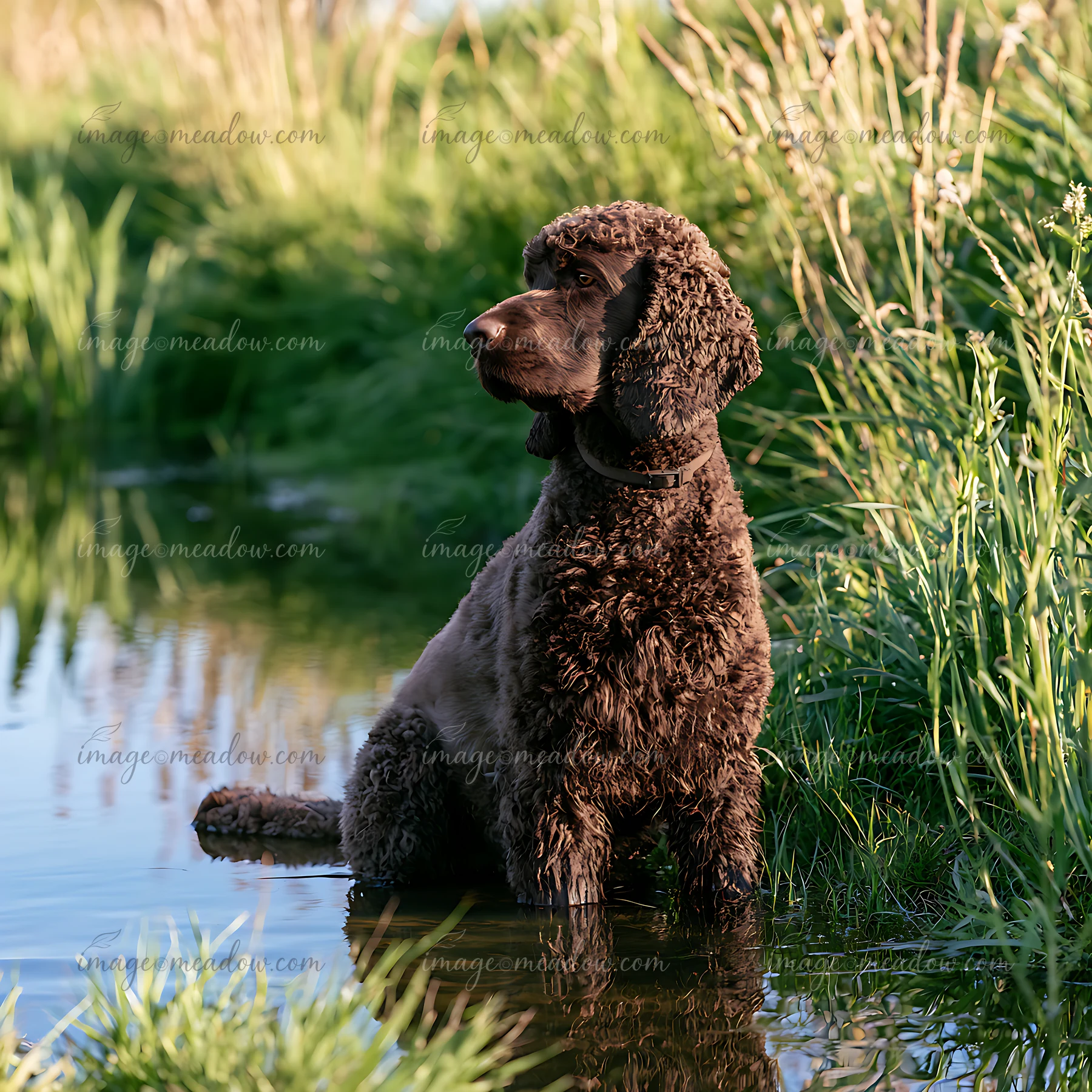 Curly coated brown dog sits beside reflective shallow water amid tall meadow grasses.
