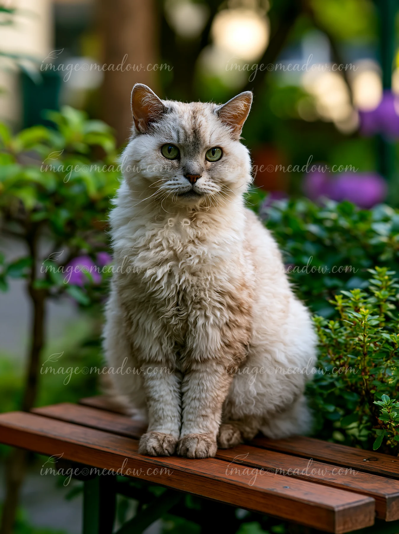 Curly-coated cat sitting on a wooden bench surrounded by green garden plants and purple flowers.
