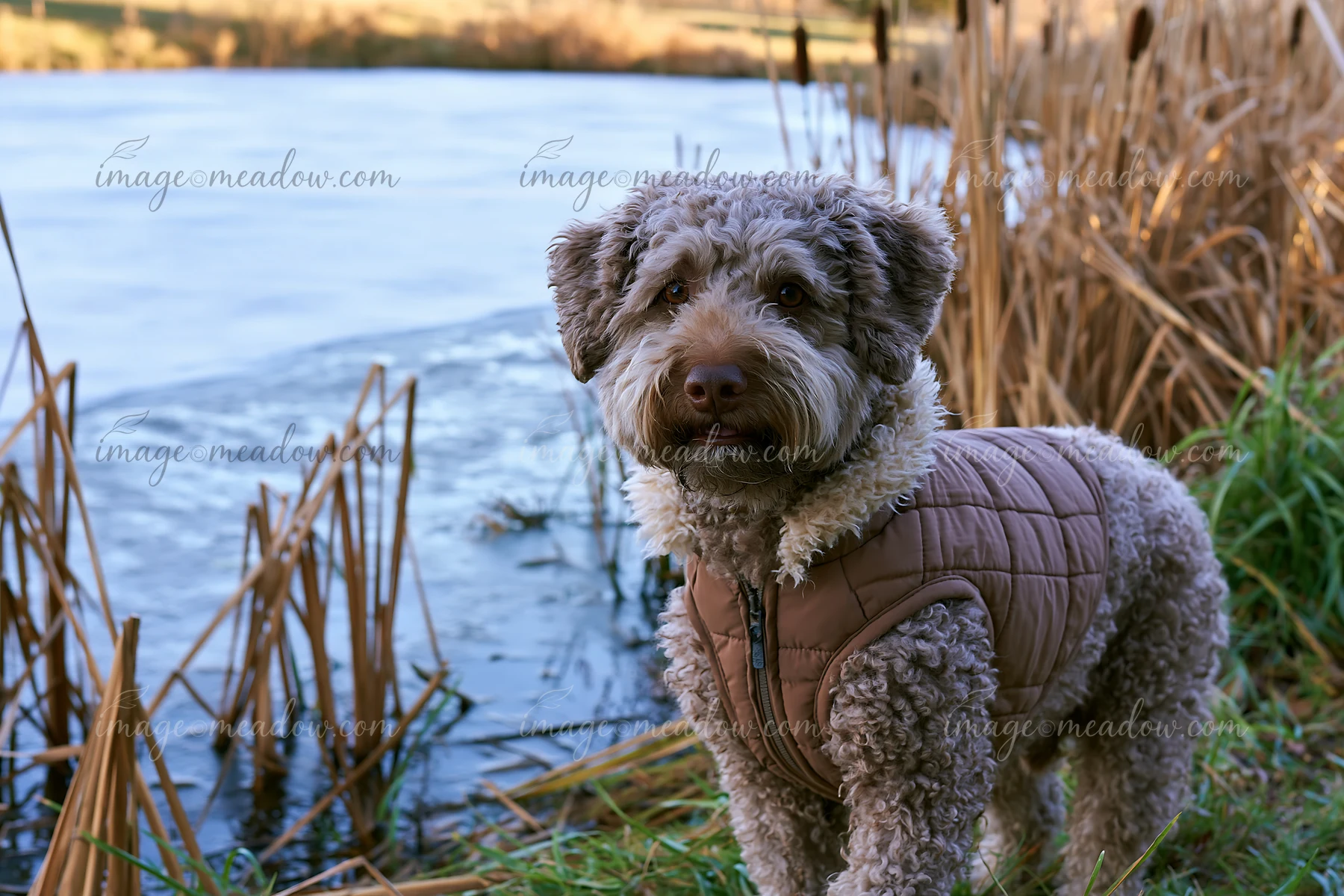 Curly-coated dog in a brown winter coat standing beside a frozen pond and reeds