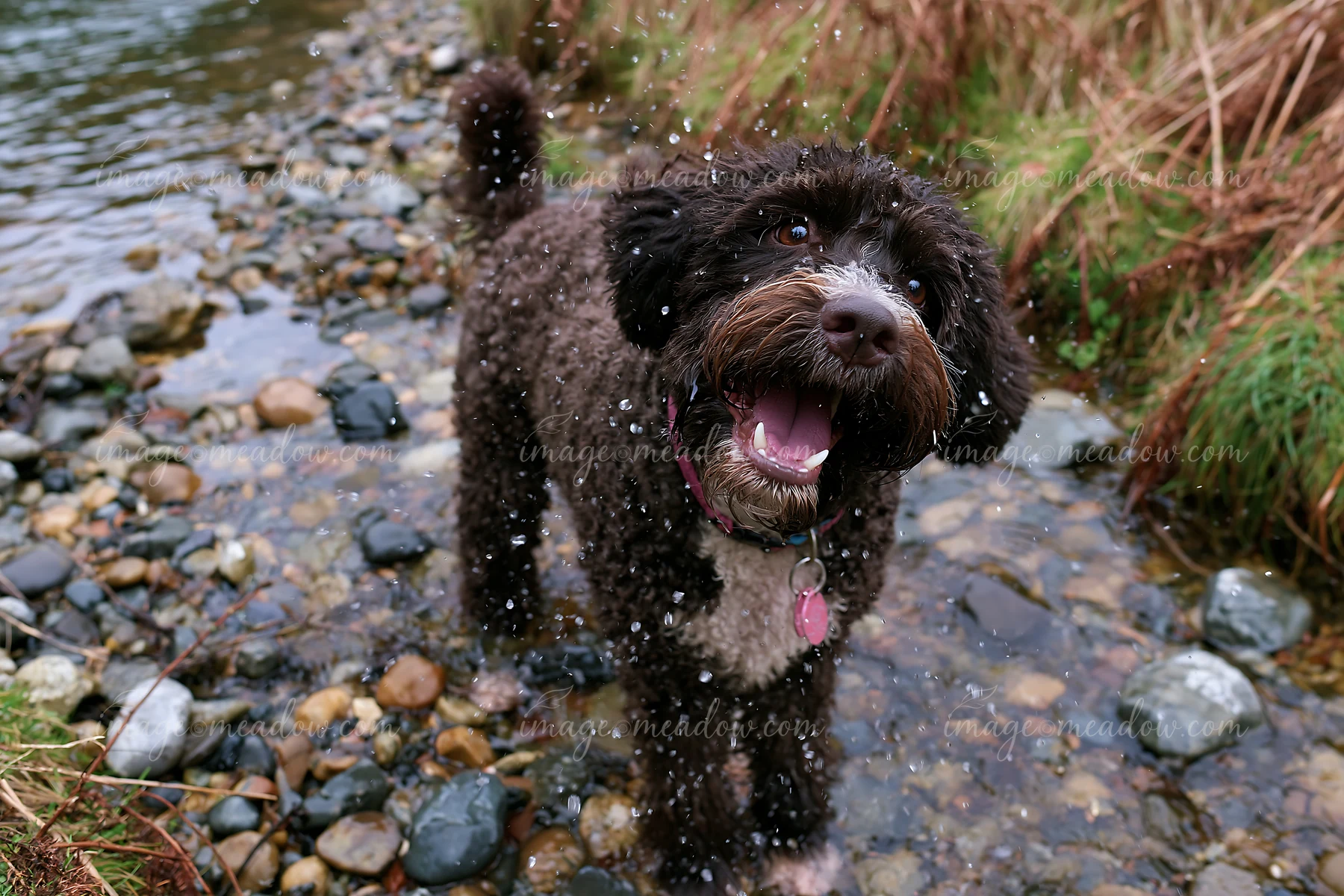 Curly-coated dog shakes water from its fur while standing in a shallow rocky stream.