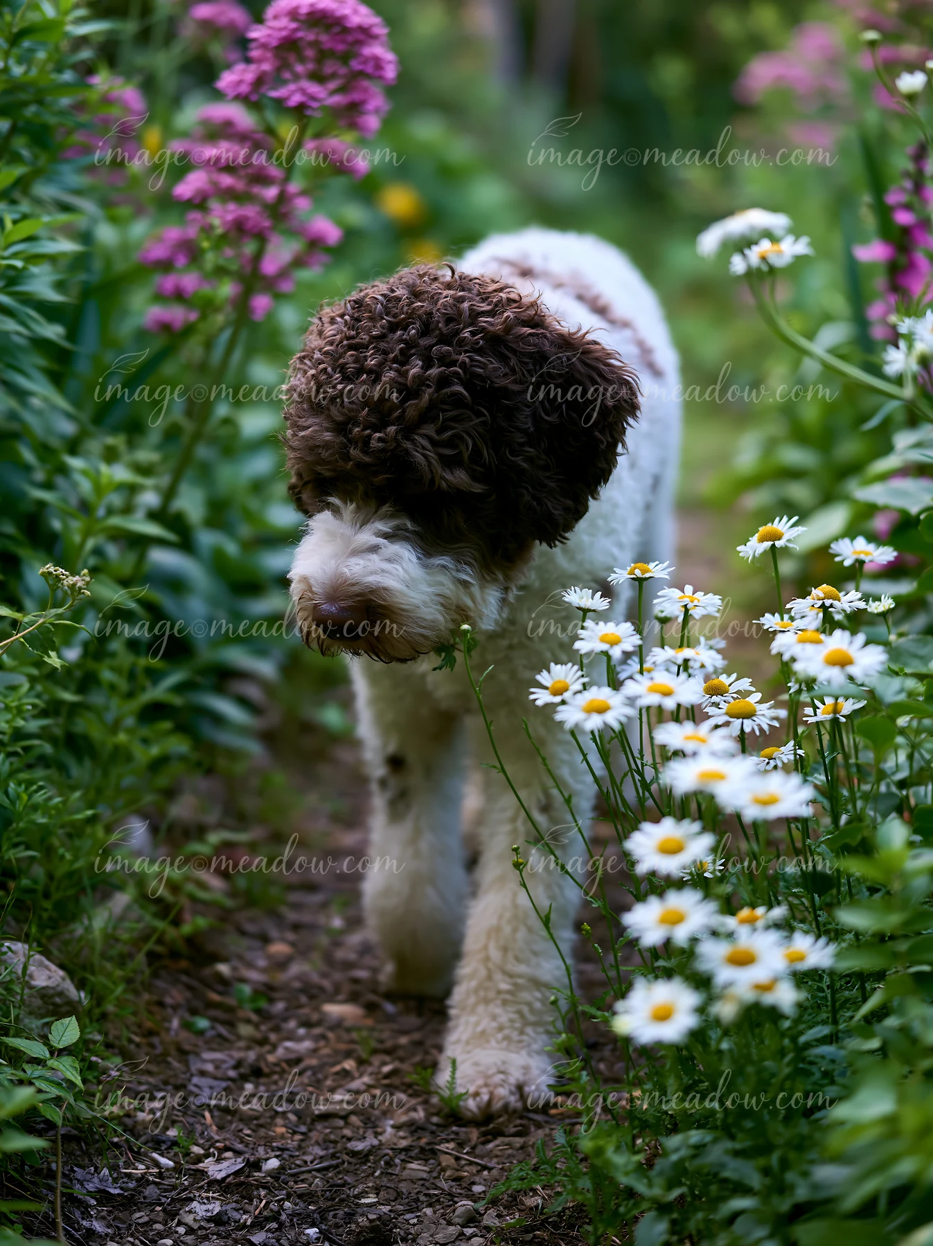 Curly-coated dog with a spotted coat walks along a flower-lined garden path.