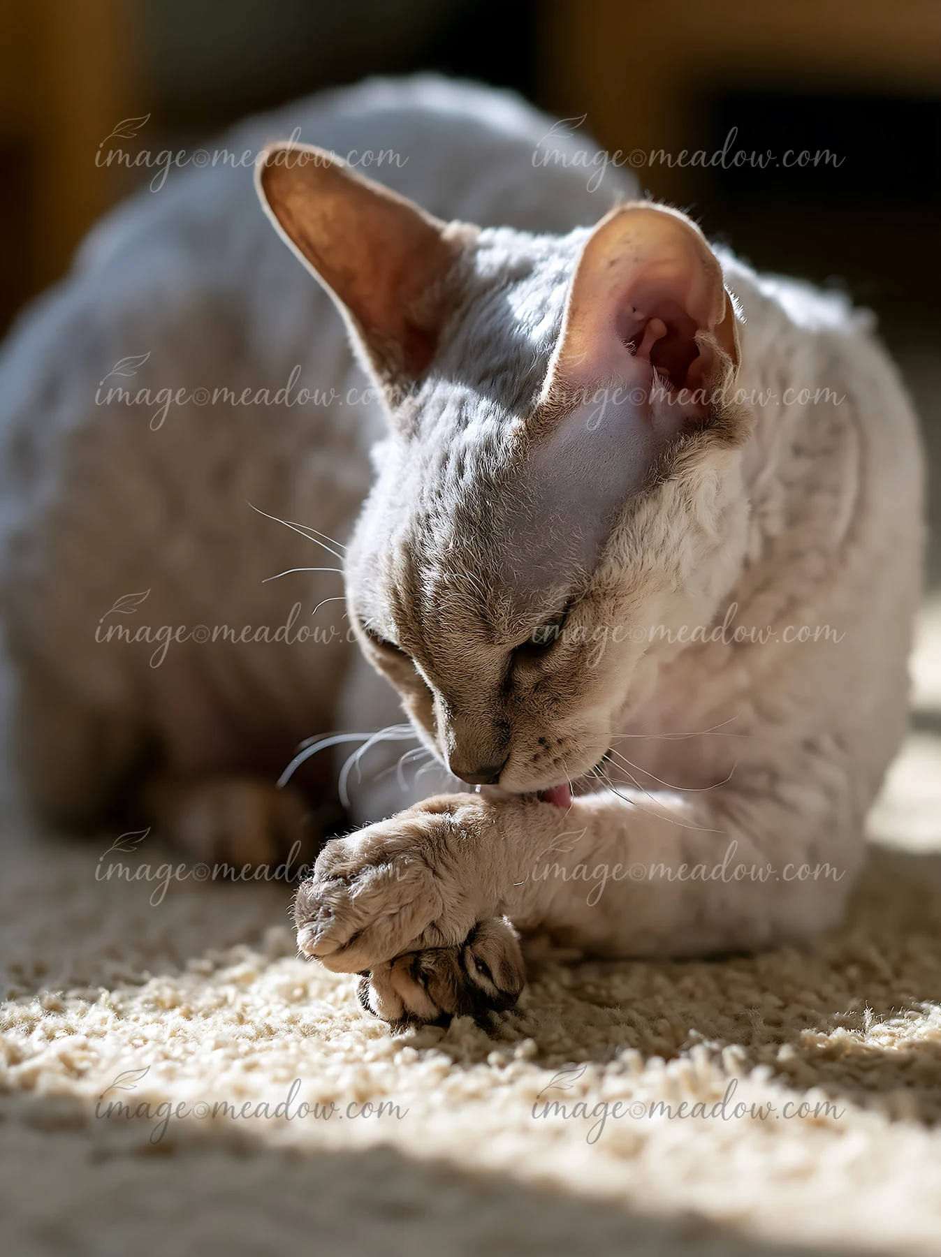 Curly-coated German Rex cat grooming its paw while resting on a softly lit indoor carpet.