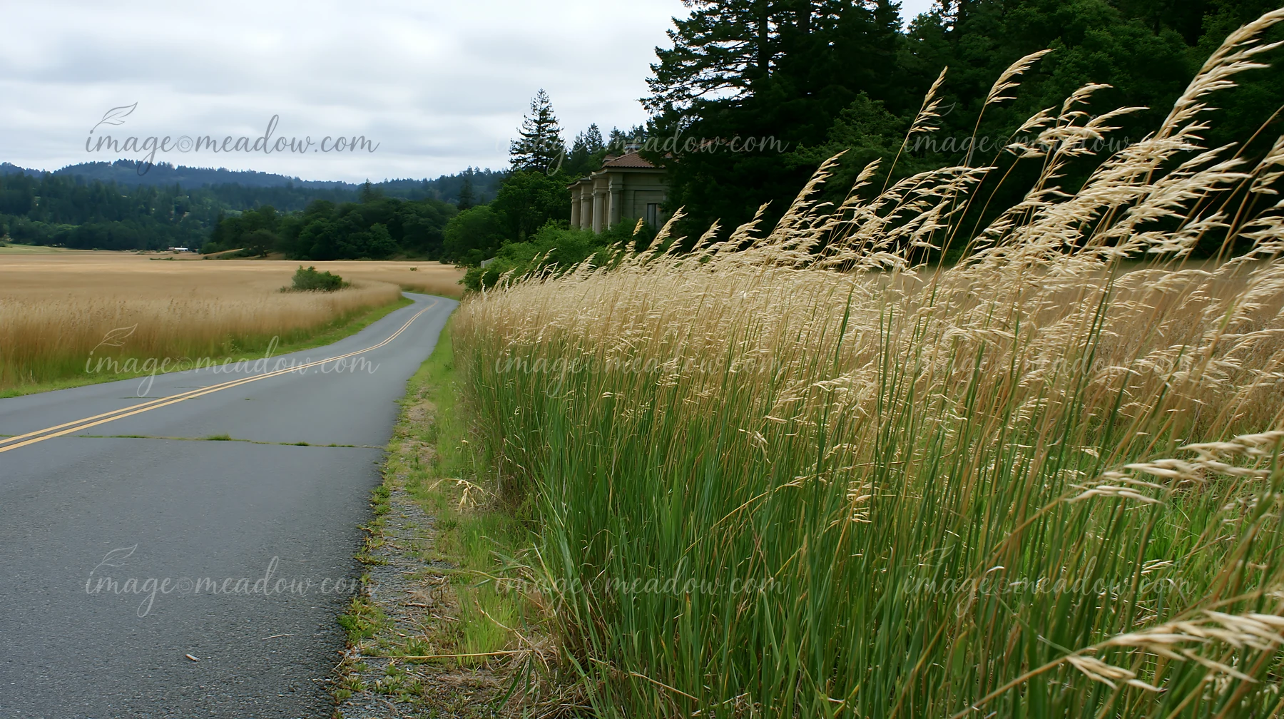 Curving rural road beside a meadow of tall grasses, with forested hills and a columned building under cloudy skies.