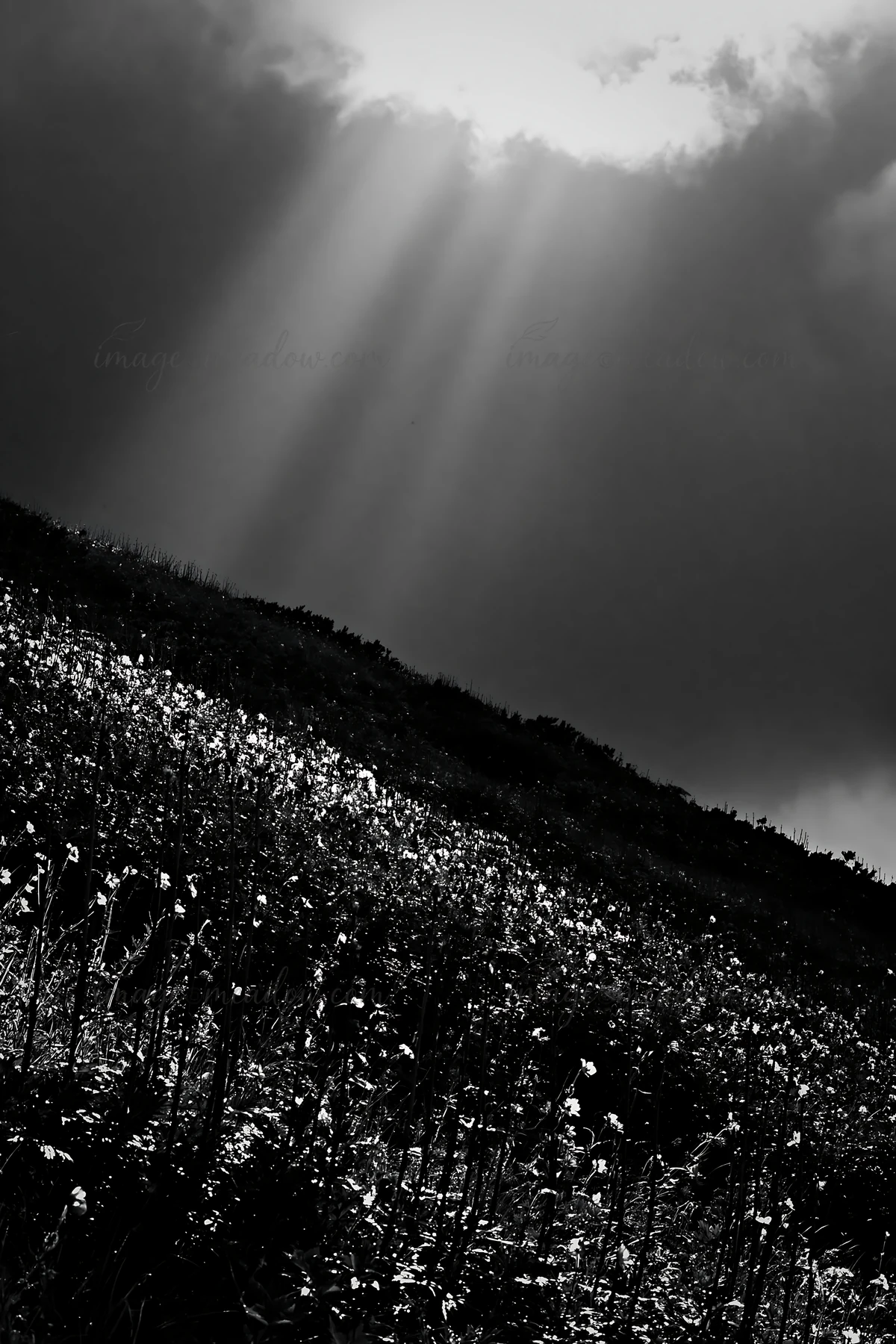 Light rays shine down on a Daisetsuzan alpine meadow. The scene features a field with plants under a dramatic sky. The sunlight contrasts with dark clouds above