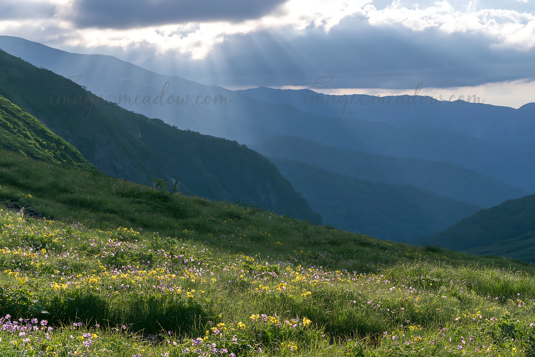Light rays shine down on an alpine meadow in Daisetsuzan. Flowers bloom in the grassy landscape, surrounded by mountains under a cloudy sky. The scene captures