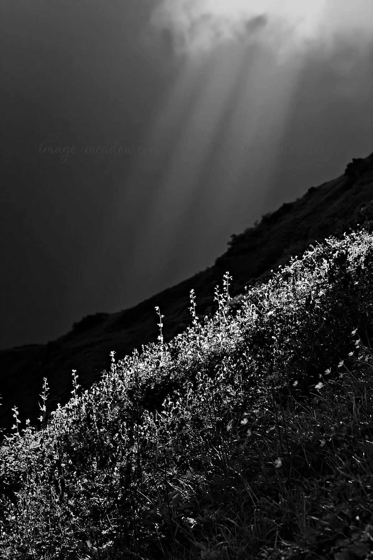 Light rays stream down onto a vibrant alpine meadow in Daisetsuzan, illuminating clusters of colorful flowers on a green hillside. The scene captures the natura