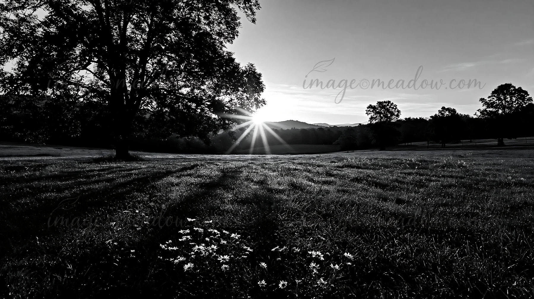 Sun rays shine through tree branches in a meadow filled with daisies. The grass glows under the early morning light, creating shadows on the ground. The scene c