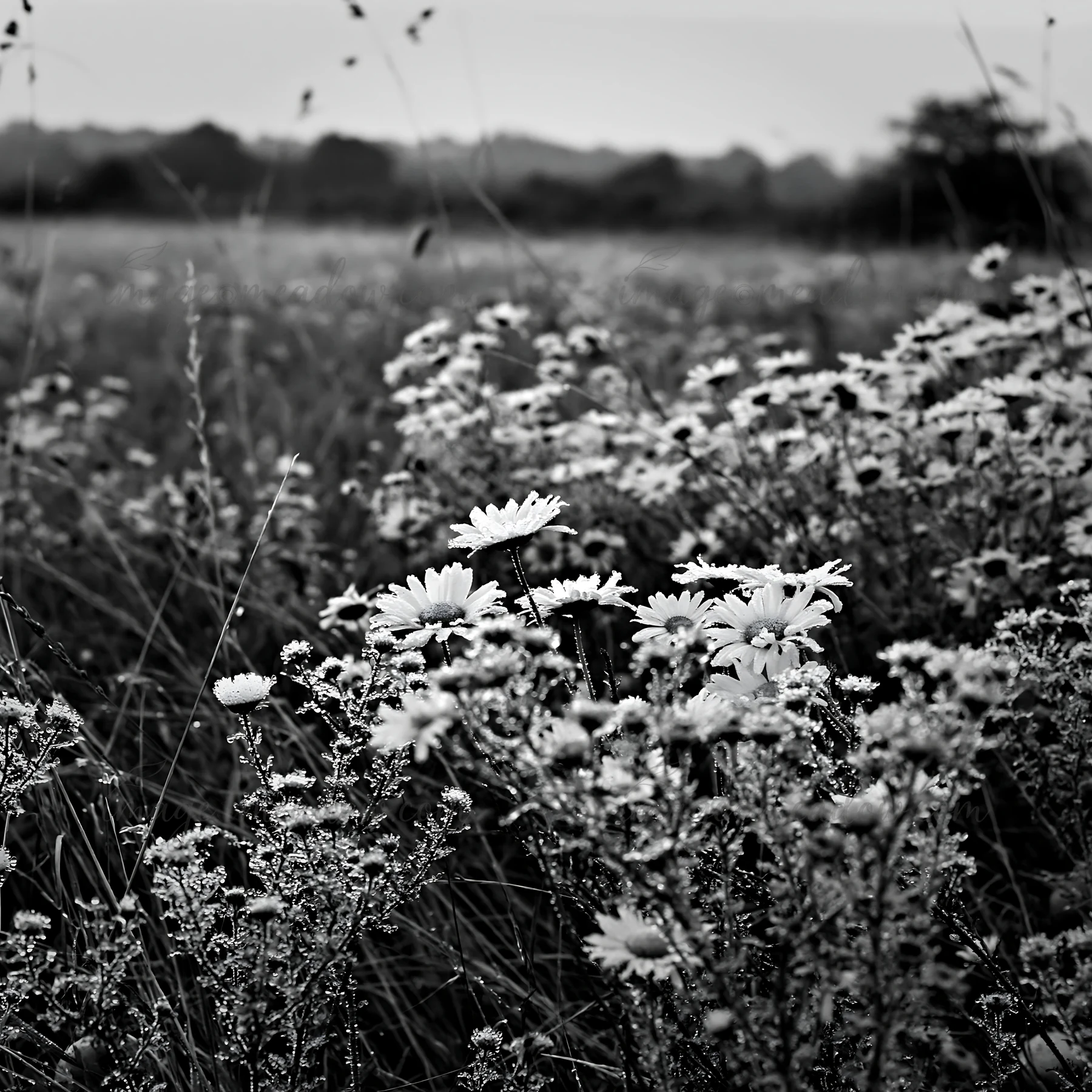A field filled with white daisies and other wildflowers in an apple meadow. The scene is captured in black and white, showcasing the natural beauty and texture
