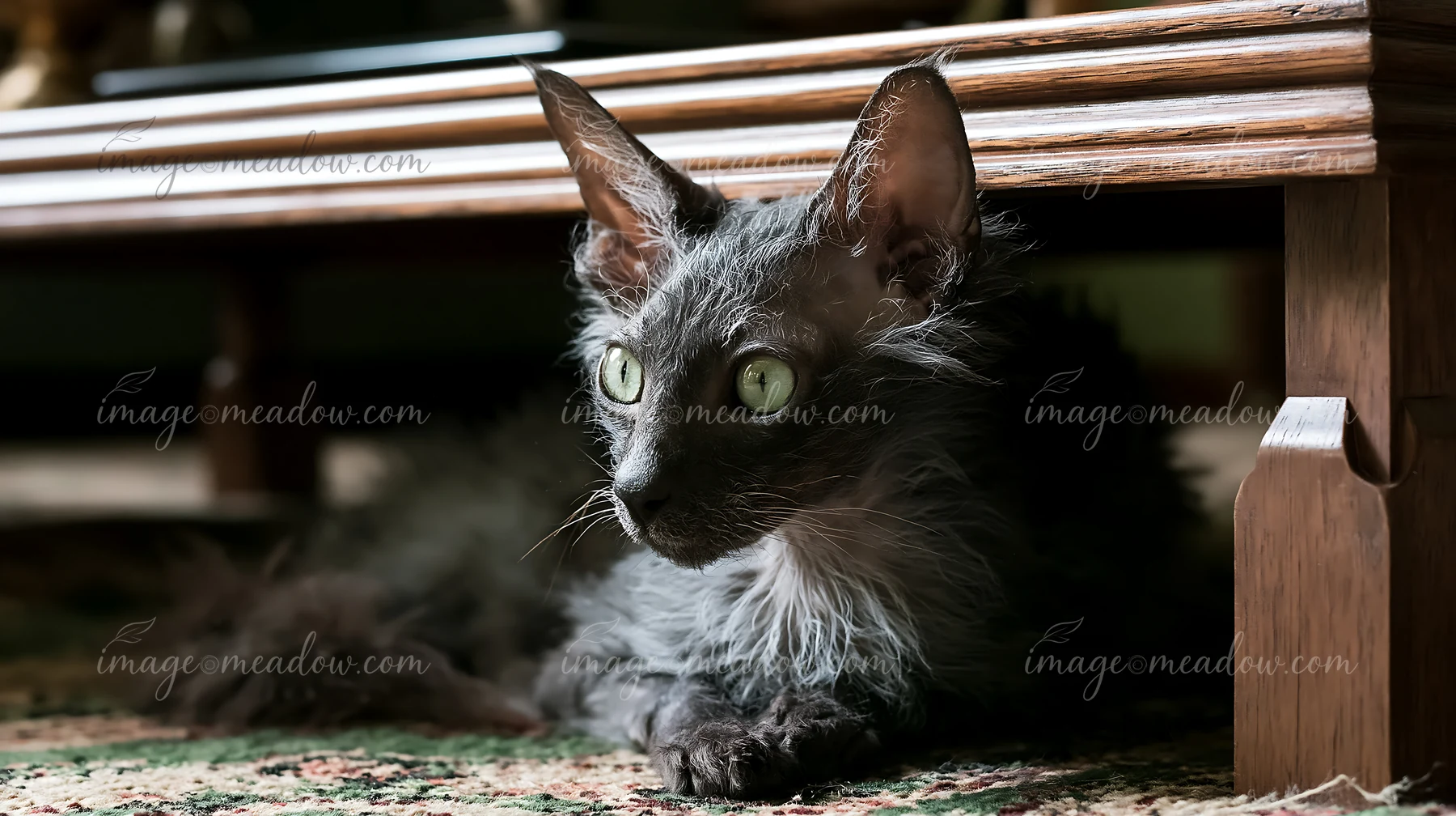 Dark Lykoi cat resting beneath a wooden table on a patterned rug, facing the camera with bright green eyes.