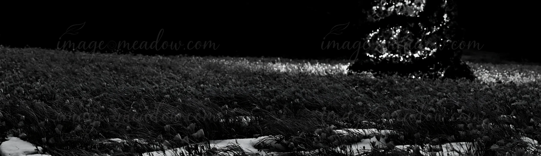 A decorated Christmas tree stands shining in a snowy meadow under lights. The scene captures the winter atmosphere with snow covering the ground and dark surrou